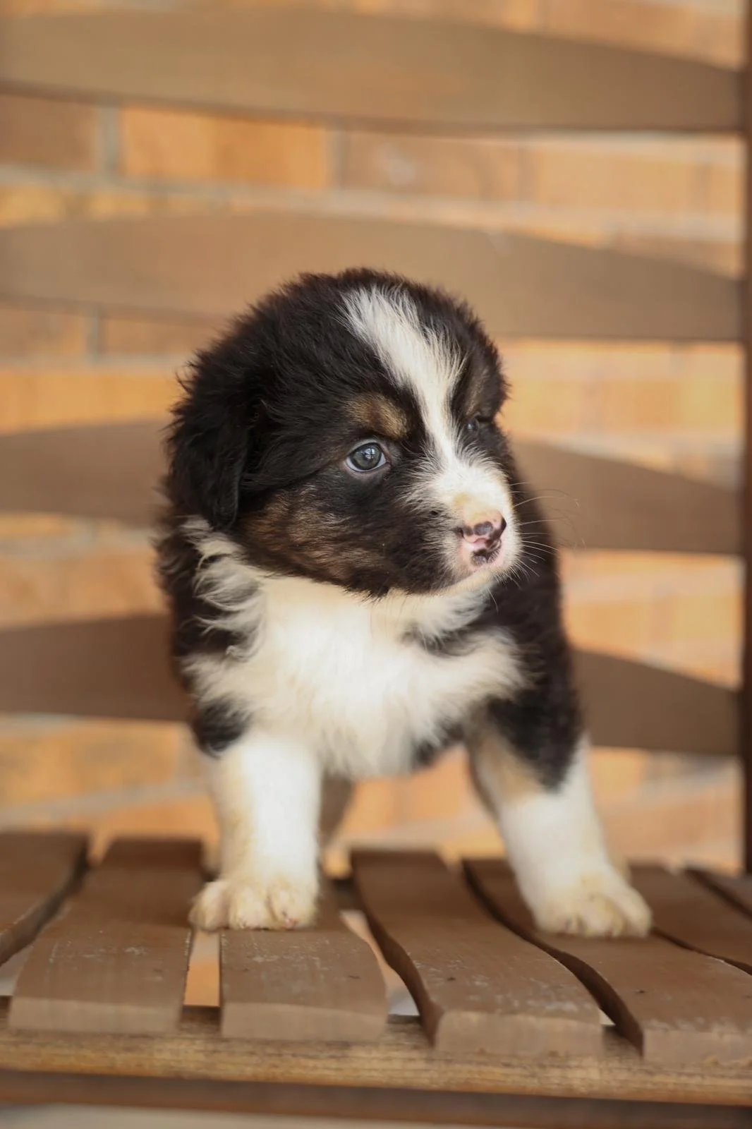 Reserve  Aspen - Australian Shepherd Puppy (Male)