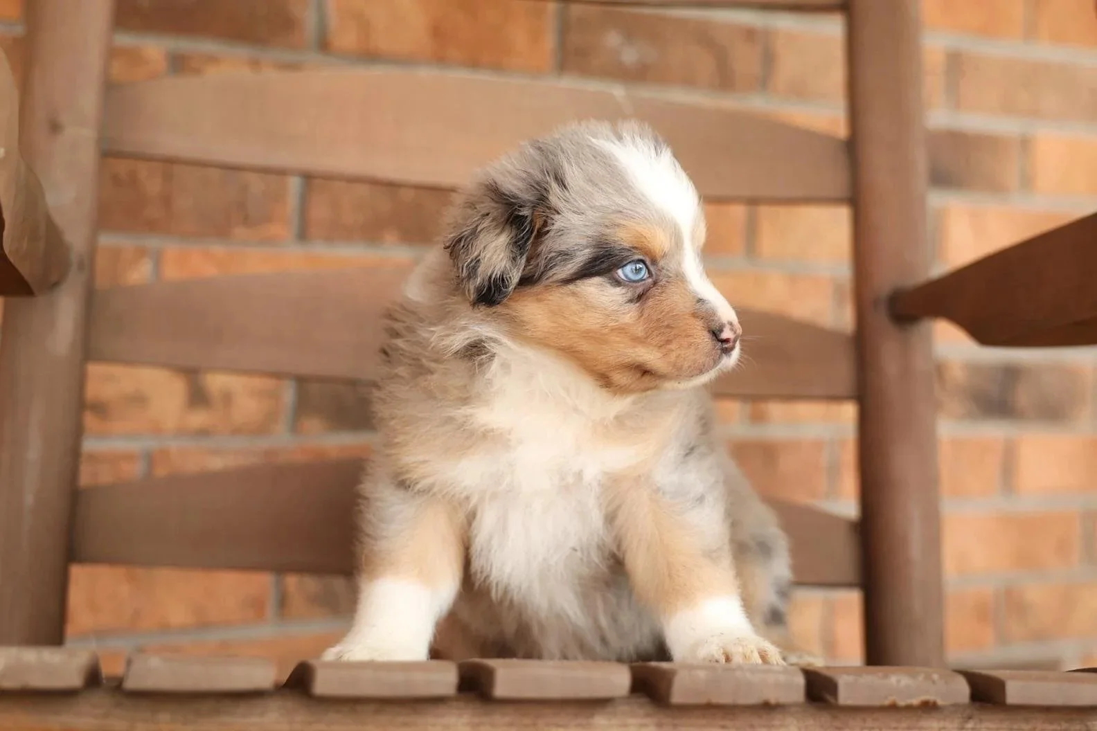RESERVE- Australian Shepherd Puppy (Female)