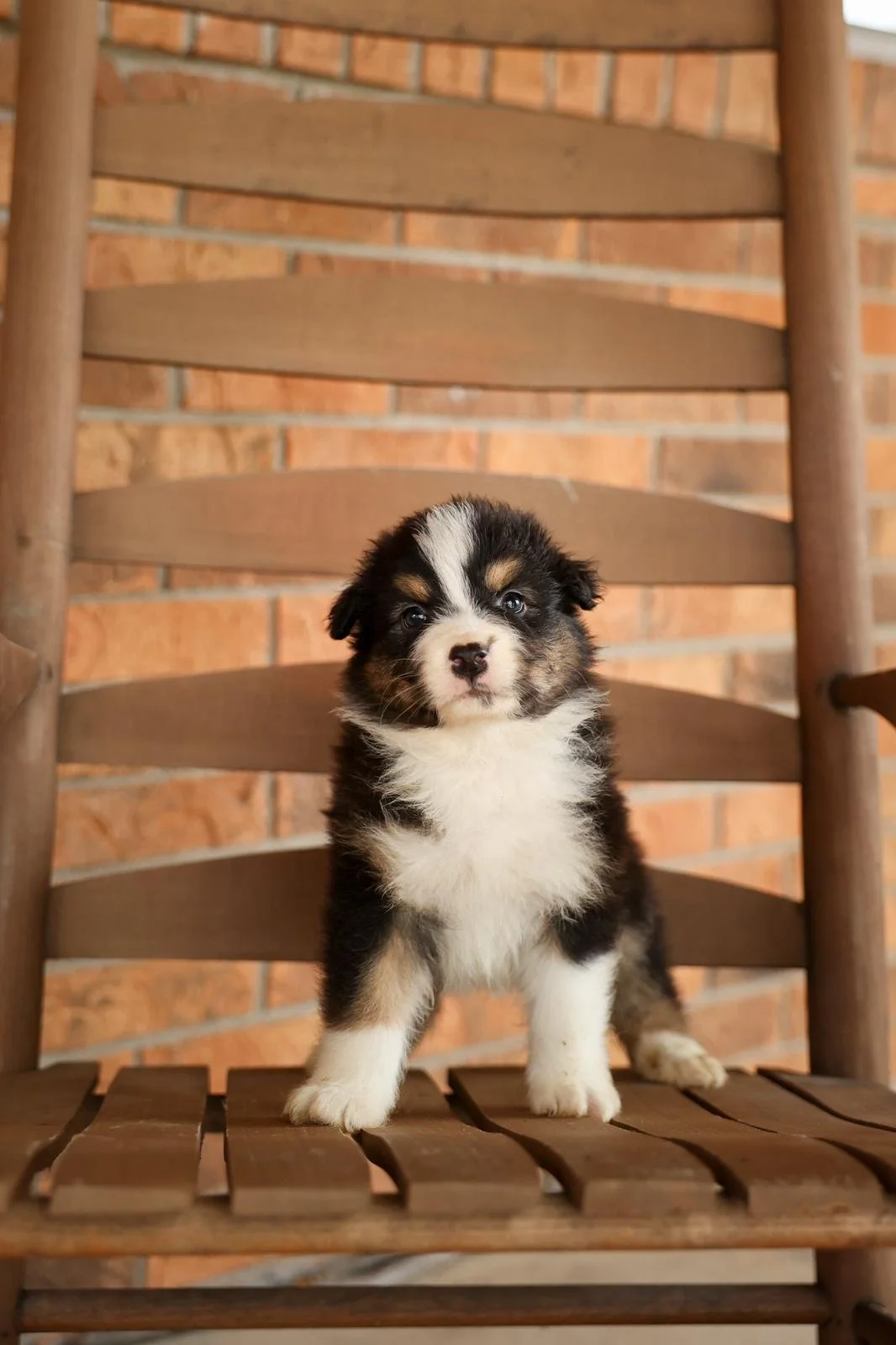 Reserve Frezno-Australian Shepherd  Puppy (Male)