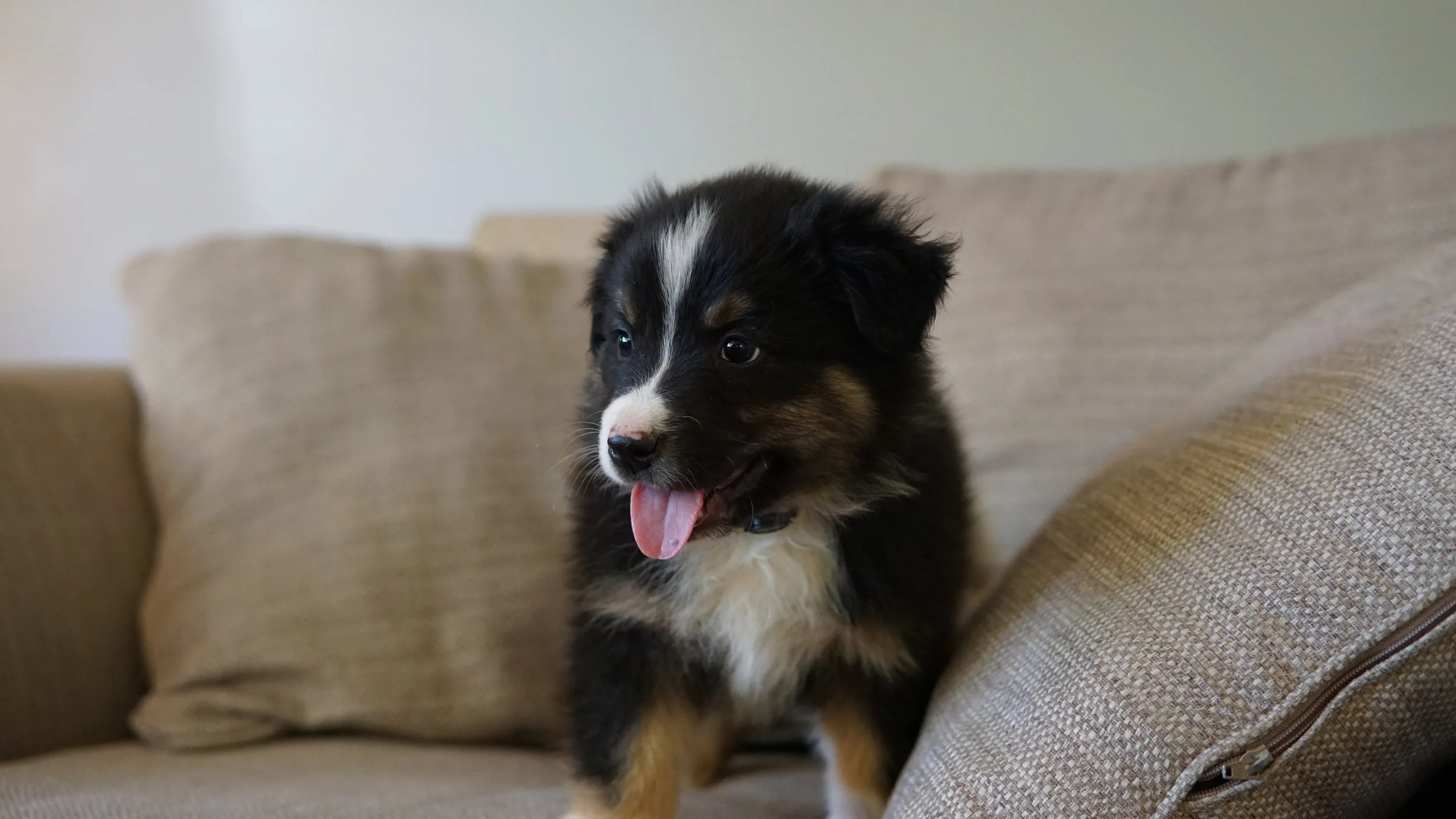 Reserve Jackson- Australian Shepherd Puppy (Male)