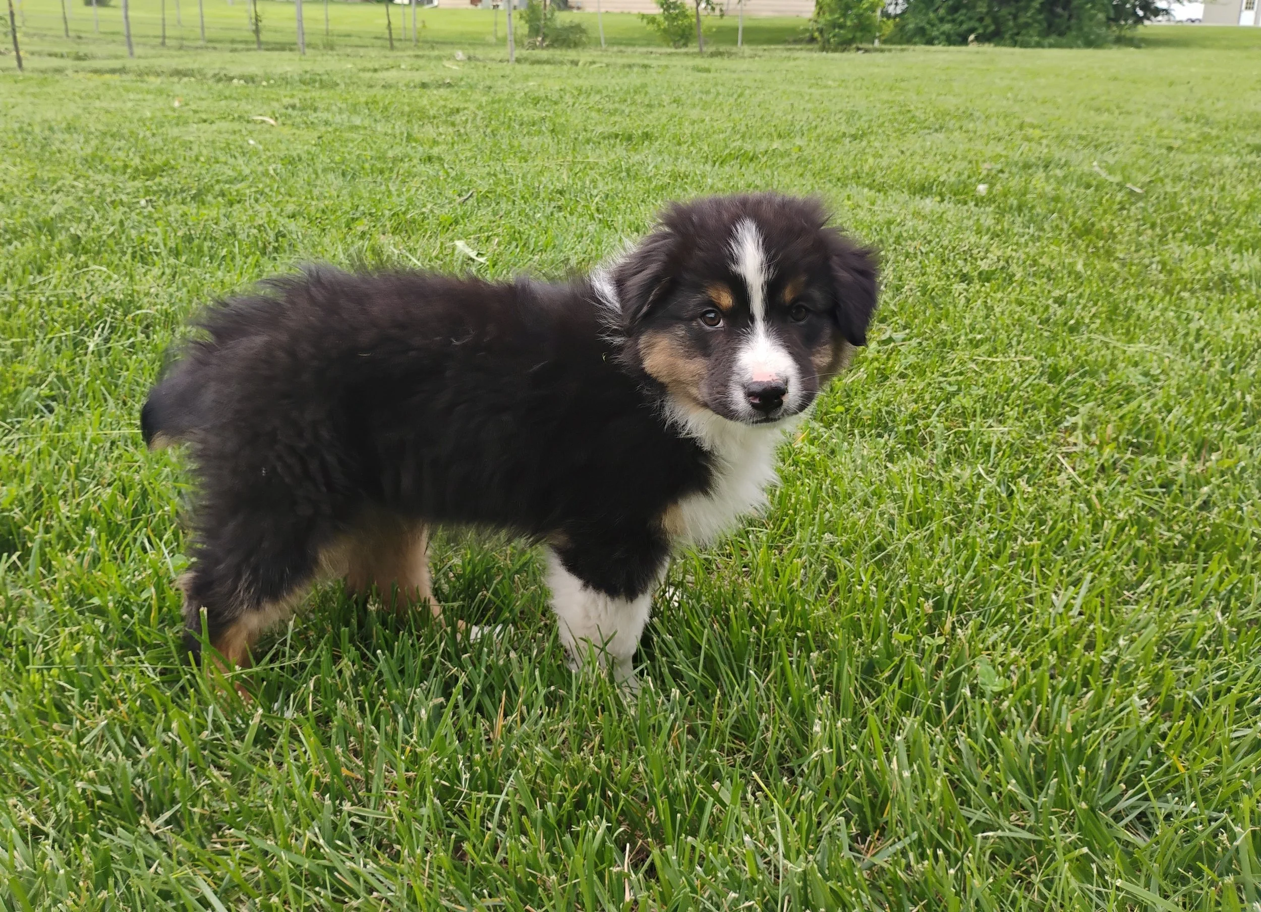 Aspen 1.jpg