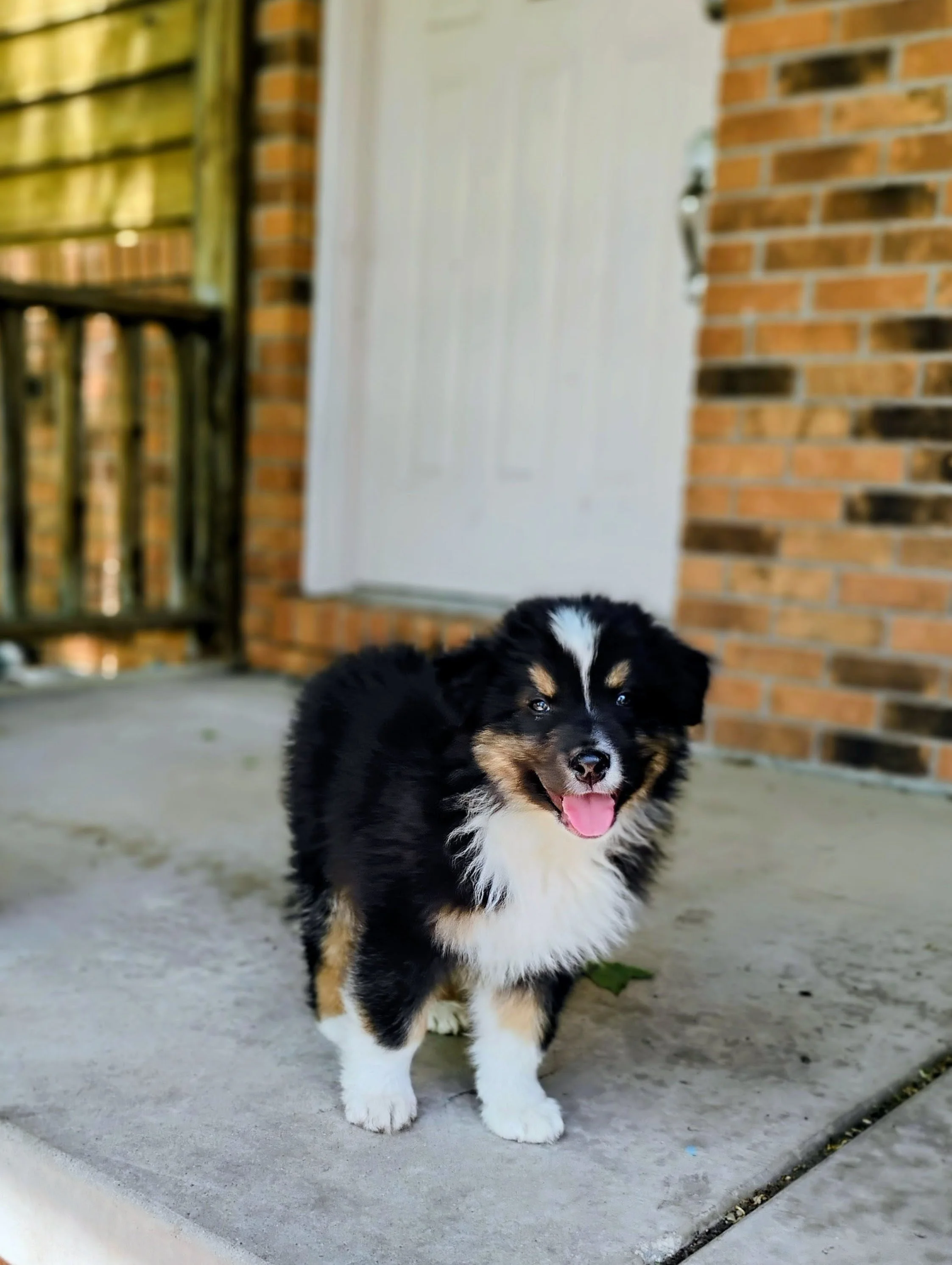 Reserve Summit-Australian Shepherd Puppy (Male)