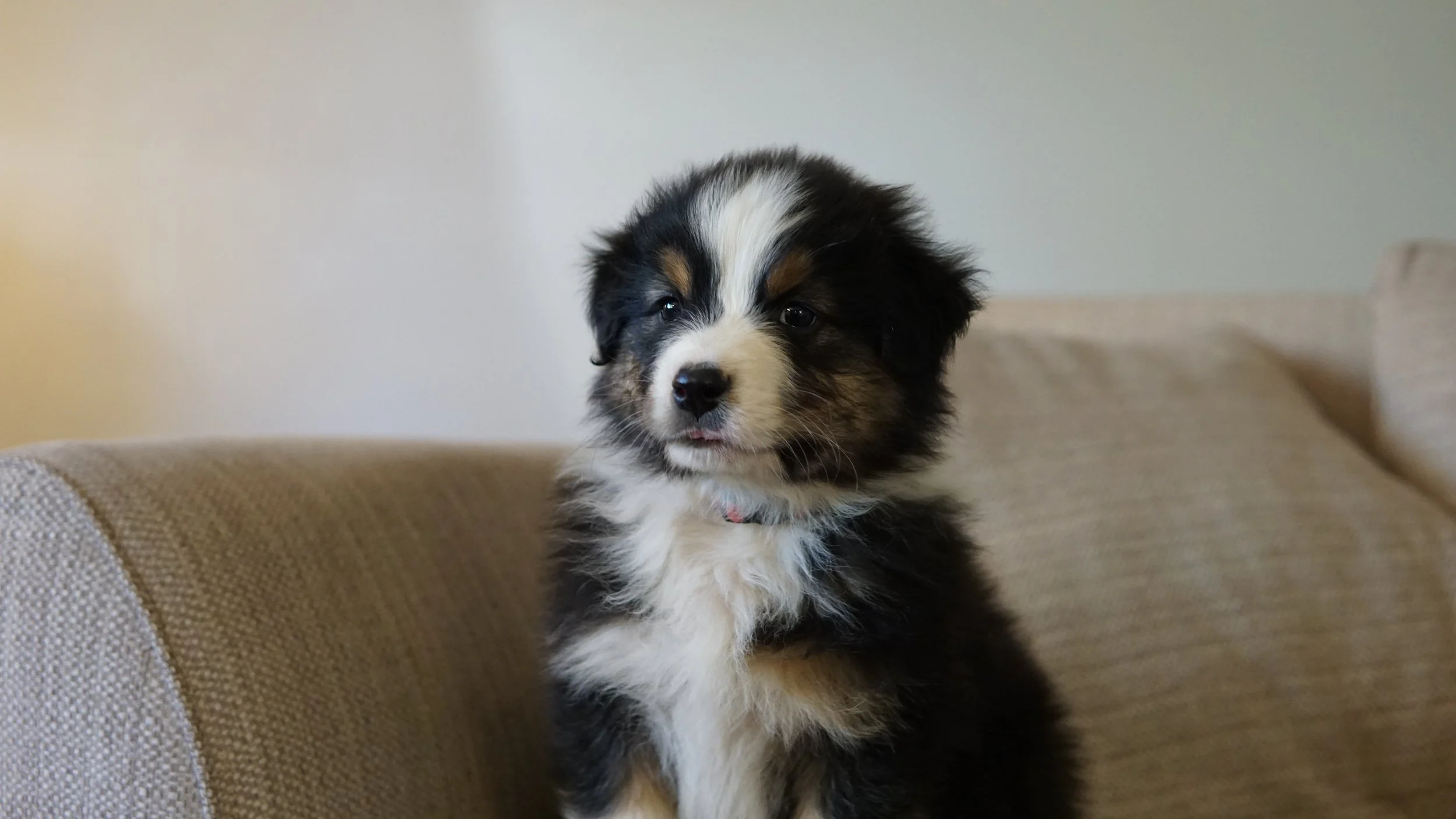 Reserve Anchor-Australian Shepherd Puppy (male)