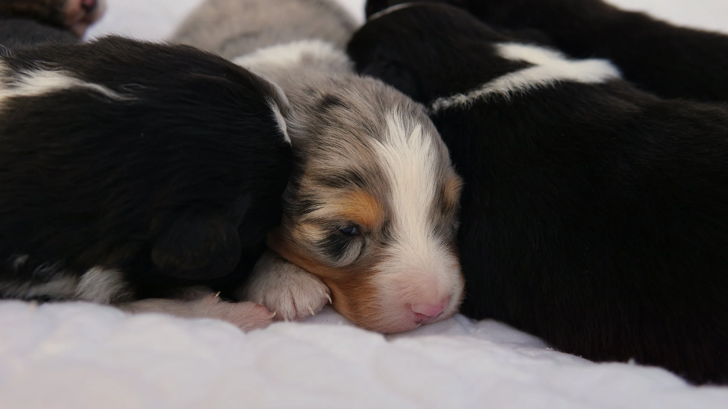 Reserve  Blue Merle Australian Shepherd Puppy (Male)