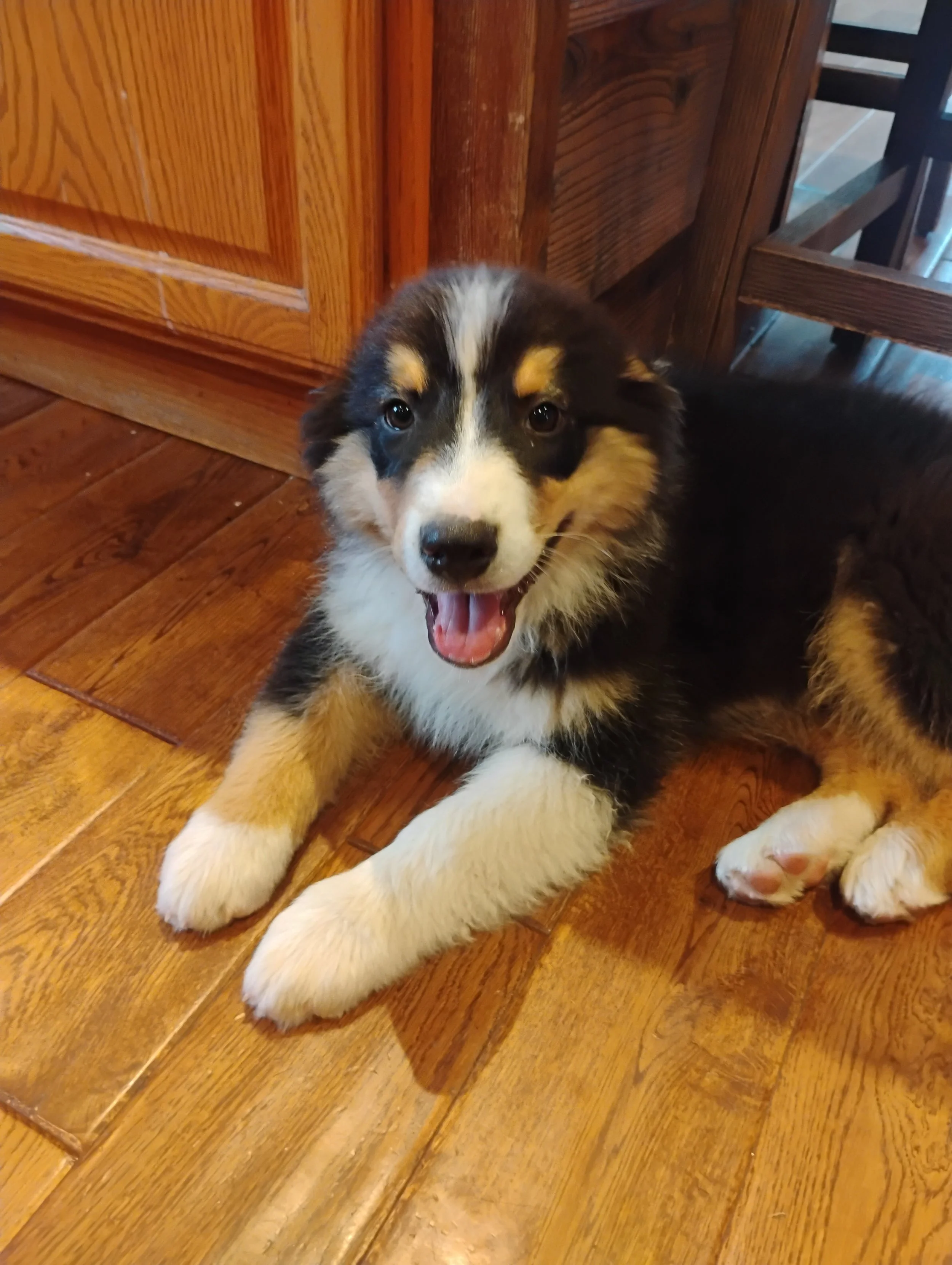 Reserve Dover- Australian Shepherd Puppy (Male)