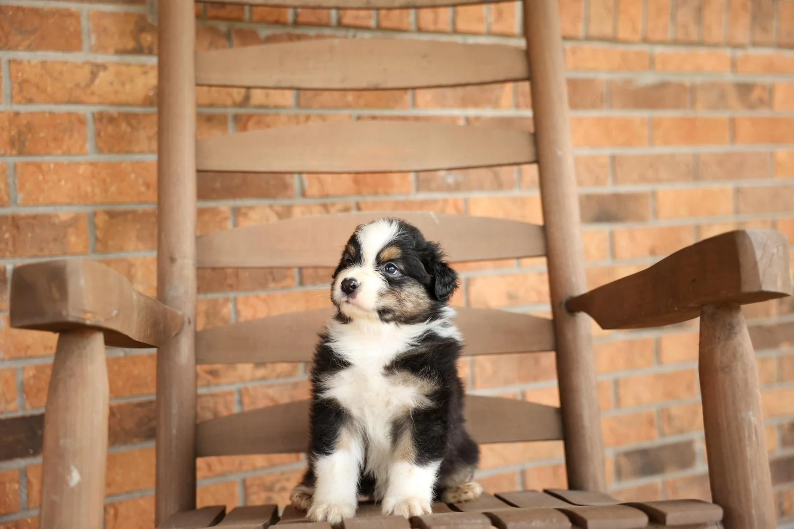 Reserve Anchor-Australian Shepherd Puppy (male)