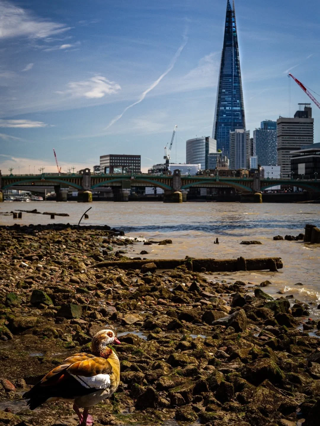 Unusual sight by the shard 

#london #londonphotography #thame #thameswildlife