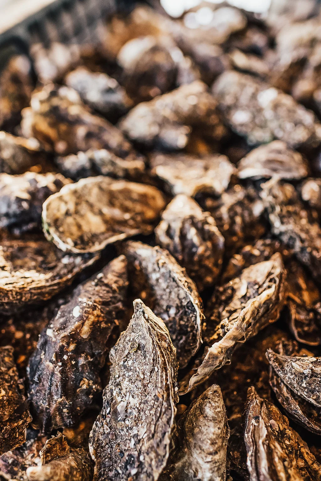 Oyster Shucking 101