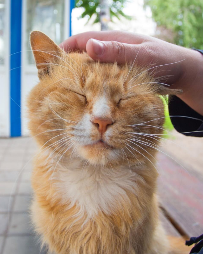 Person petting a happy, calm orange cat with closed eyes.