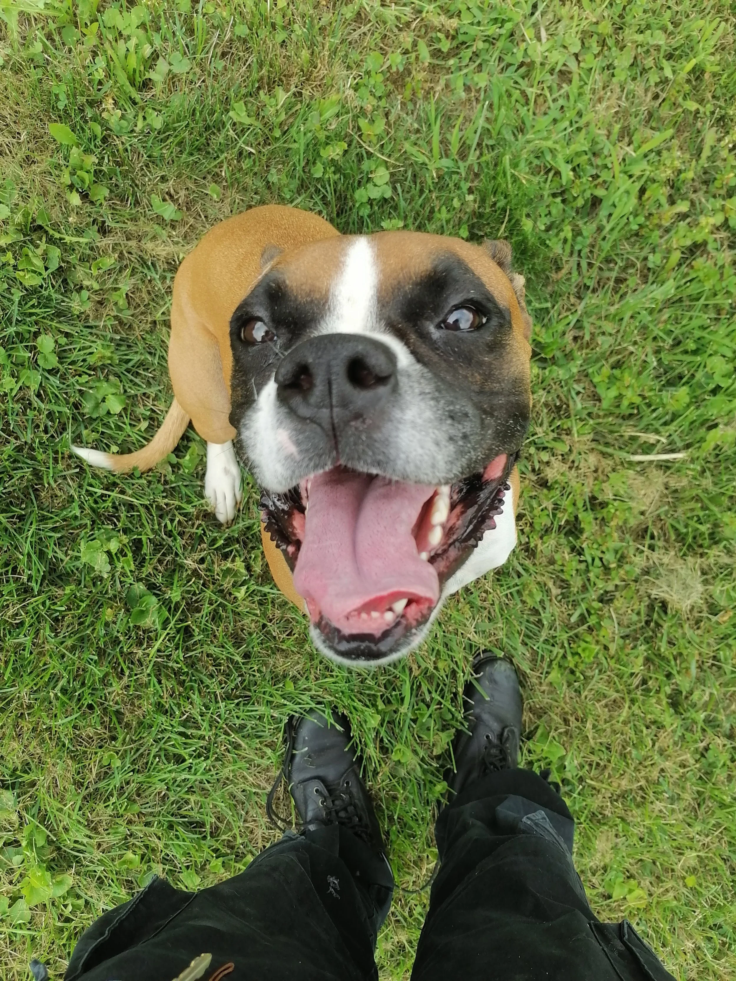 A happy brown and white dog with a broad smile and tongue out, looking up at the camera, sitting on green grass.