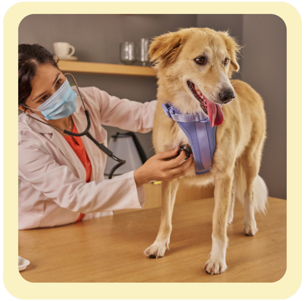 A veterinarian, wearing a face mask and stethoscope, examining a golden retriever dog with a purple harness on an examination table in a clinic.