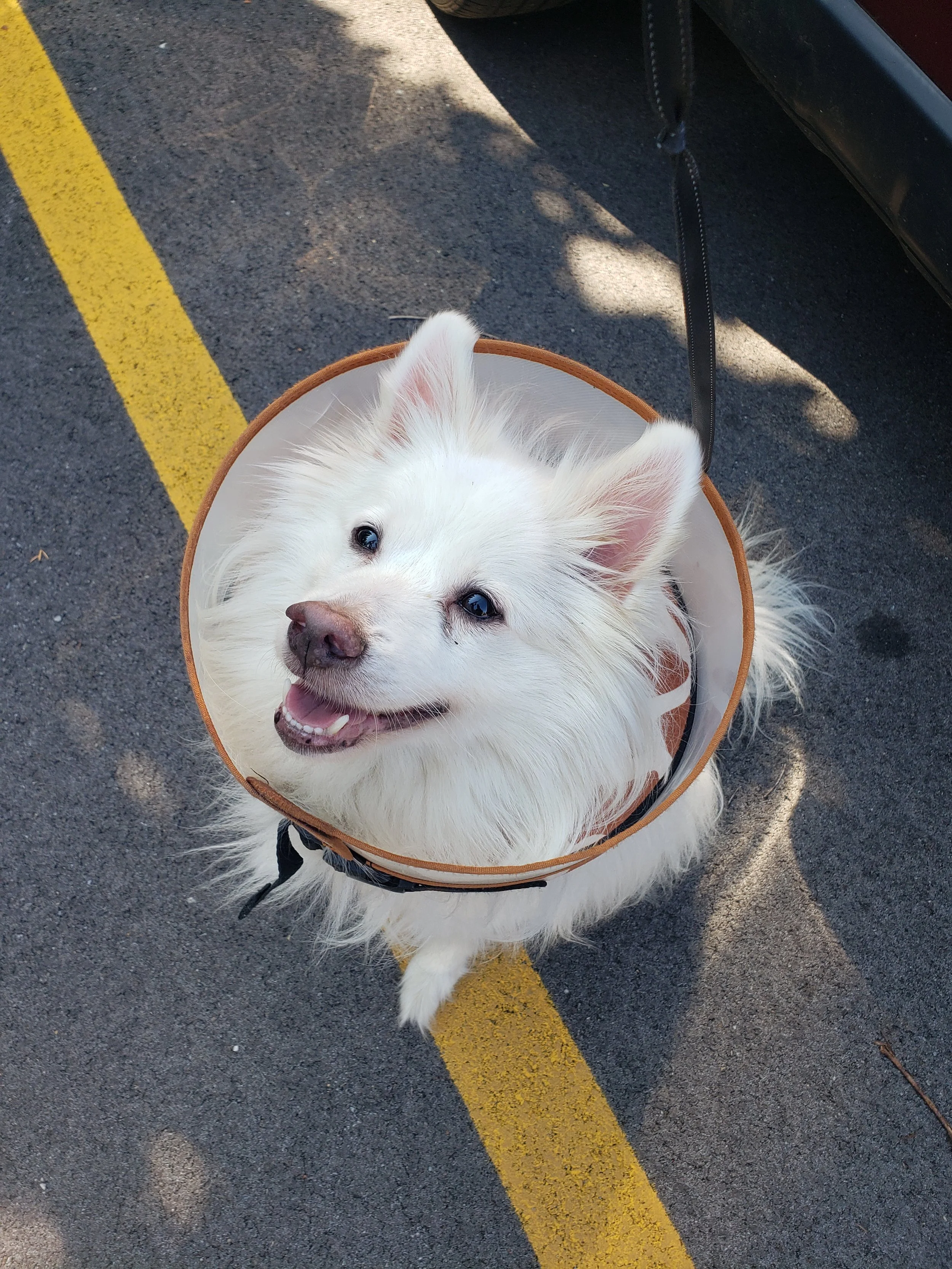 A fluffy white dog with a happy expression wearing a veterinary cone, sitting on the ground and looking up at the camera.
