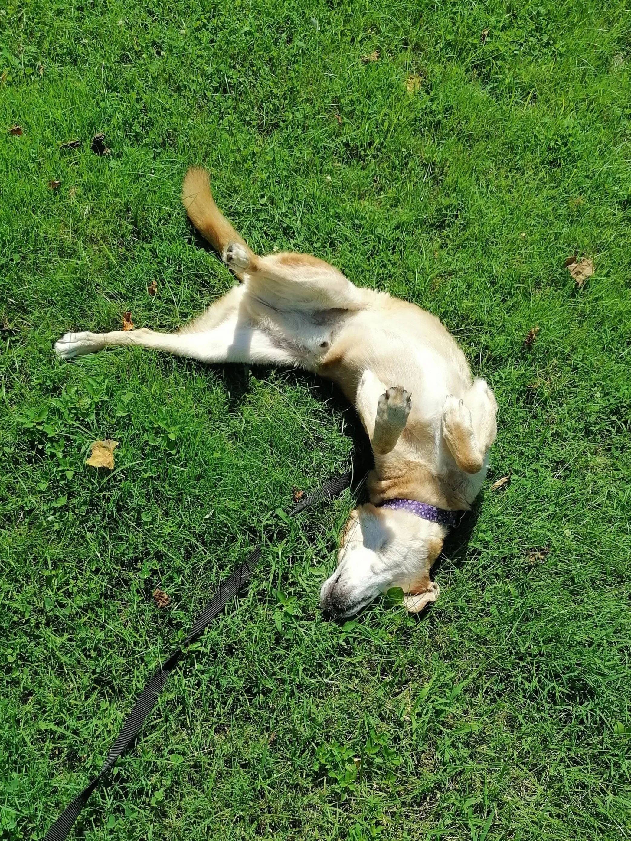 A happy brown and white dog rolling around in the grass on its back with his feet in the air, appearing to enjoy the outdoors.