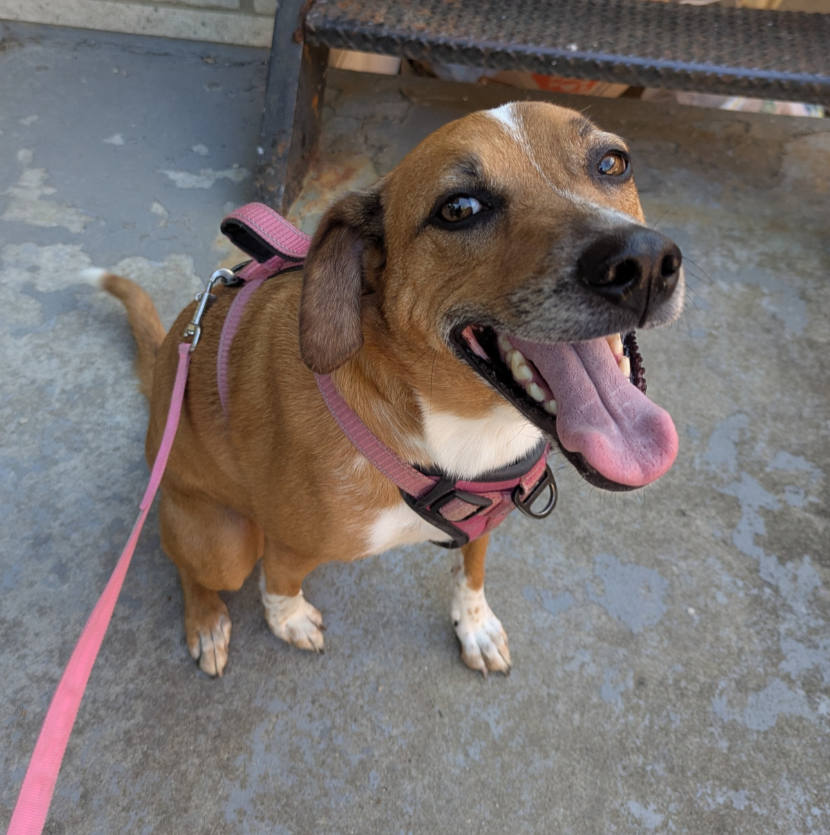 A happy brown and white dog with a pink harness and leash sits on the ground while looking up at the camera, mouth opened in a happy smiling face.
