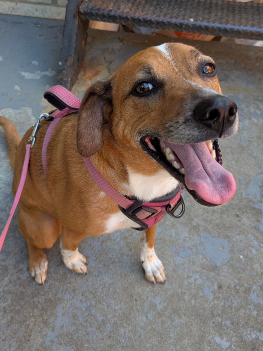 A happy brown and white dog with a pink harness, panting and sitting outside on a concrete surface.