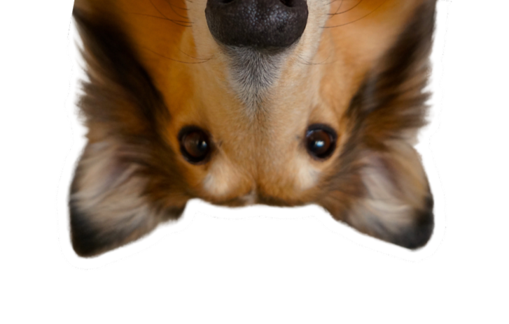 Dog sitter in Louisville, KY