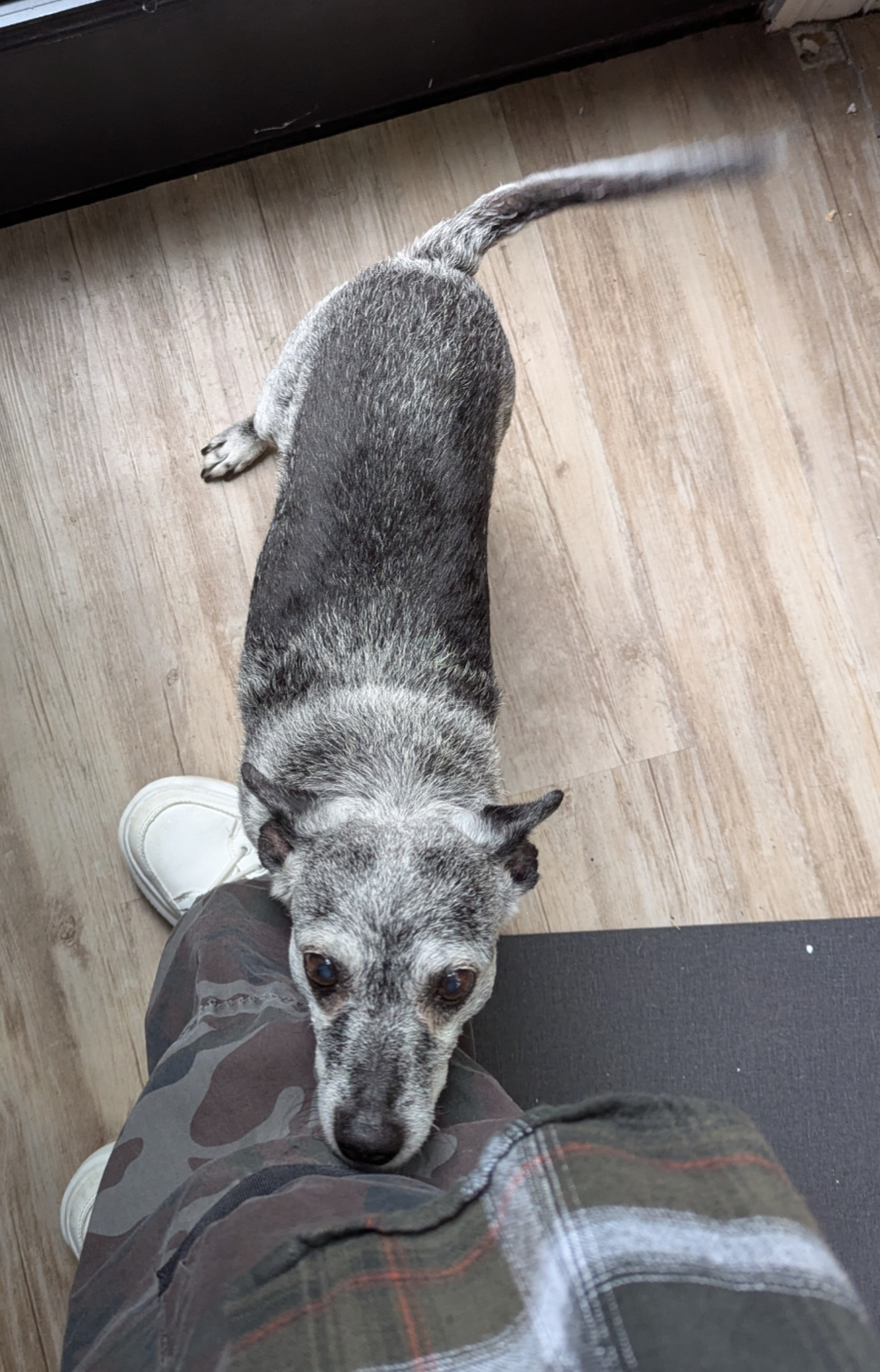 A small gray and black dog standing on a wooden floor, sniffing the photographer's leg and wagging her tail.