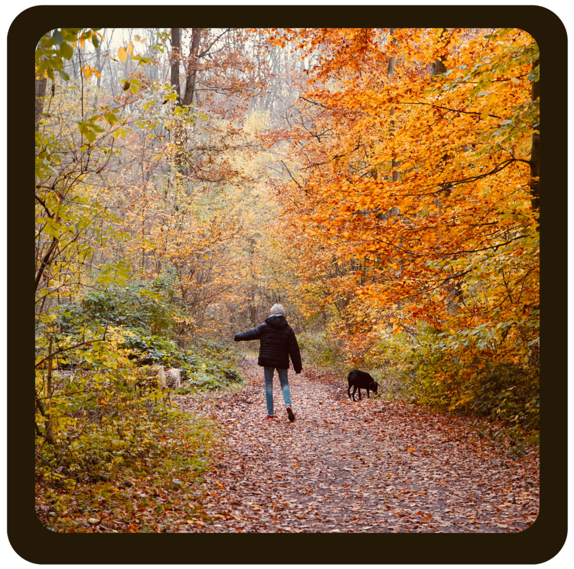 Person walking on a forest trail surrounded by orange and yellow autumn leaves, with a black dog on a leash.