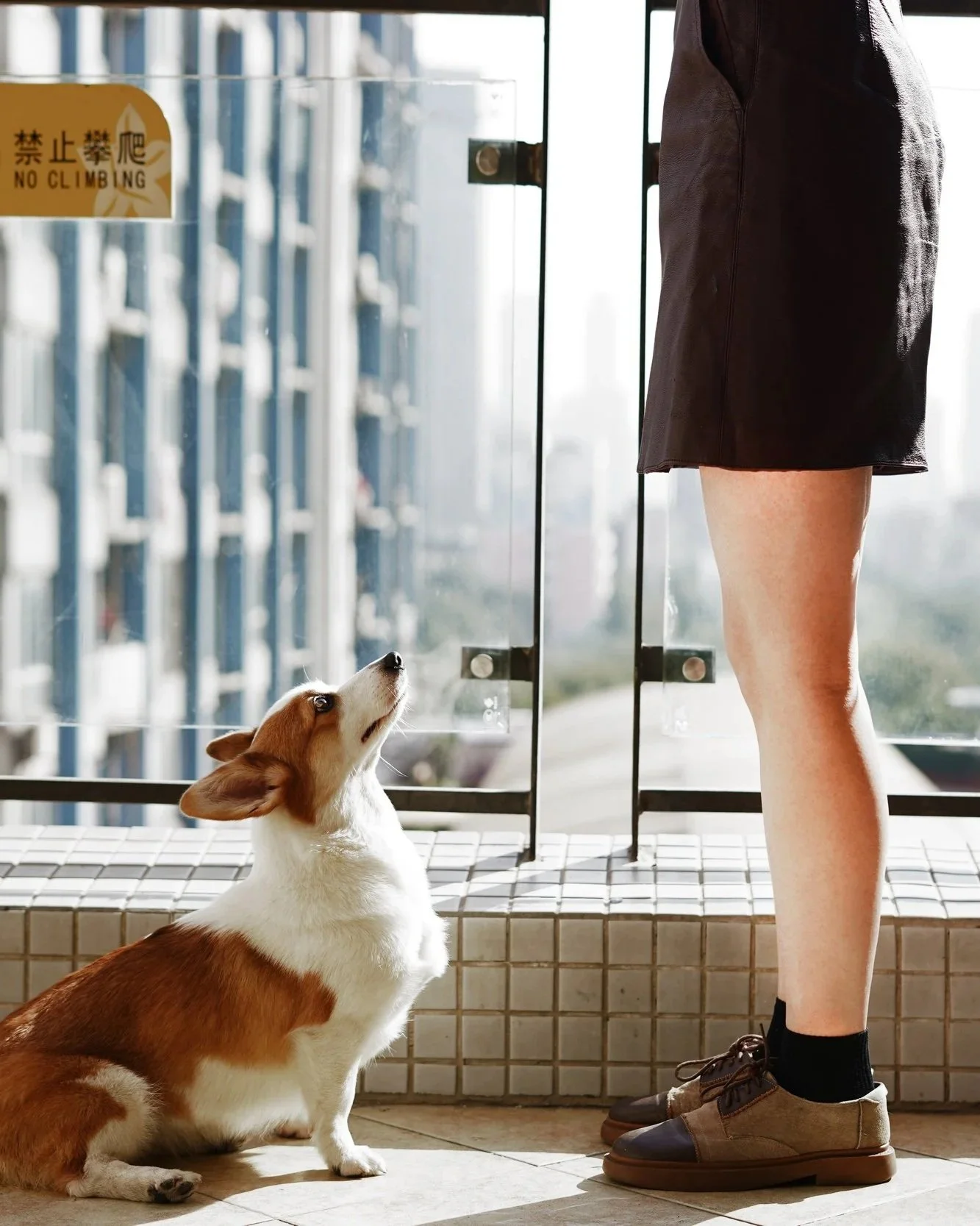 A person standing near a glass railing, with a small brown and white dog sitting on the floor looking up at them.