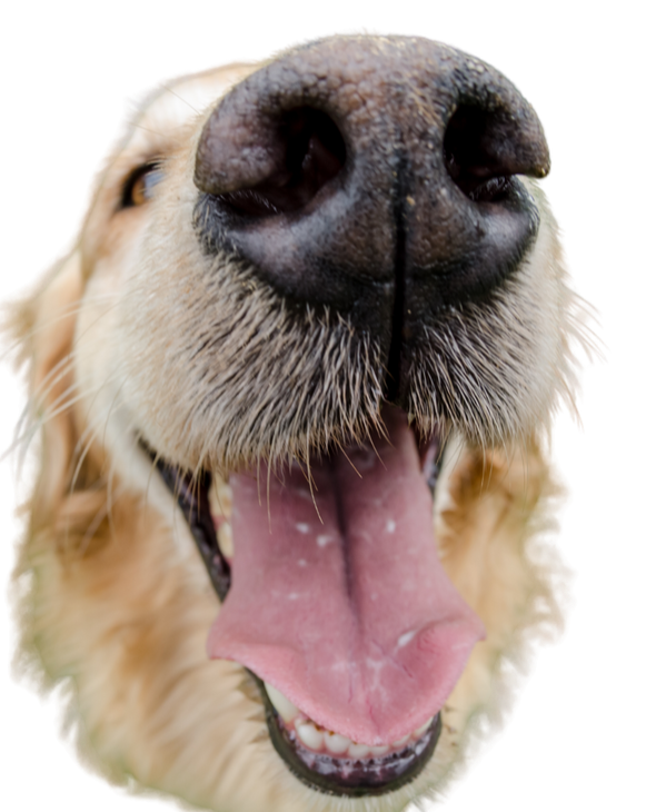 Close-up of a golden retriever's face with its nose in the foreground and mouth open, showing tongue and teeth.