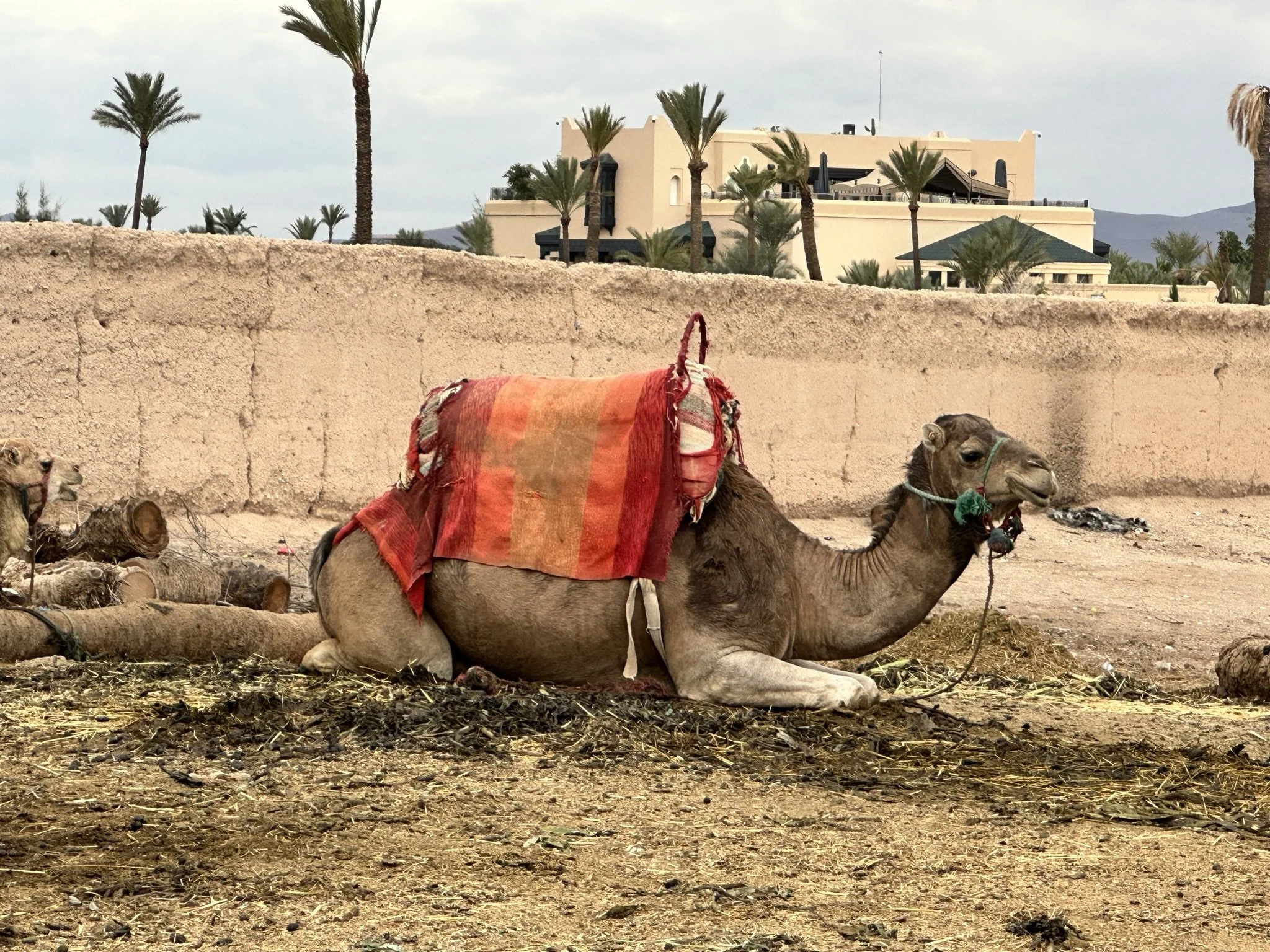 A camel resting on the ground, covered with a red and orange blanket, in a desert area with palm trees and modern buildings in the background.