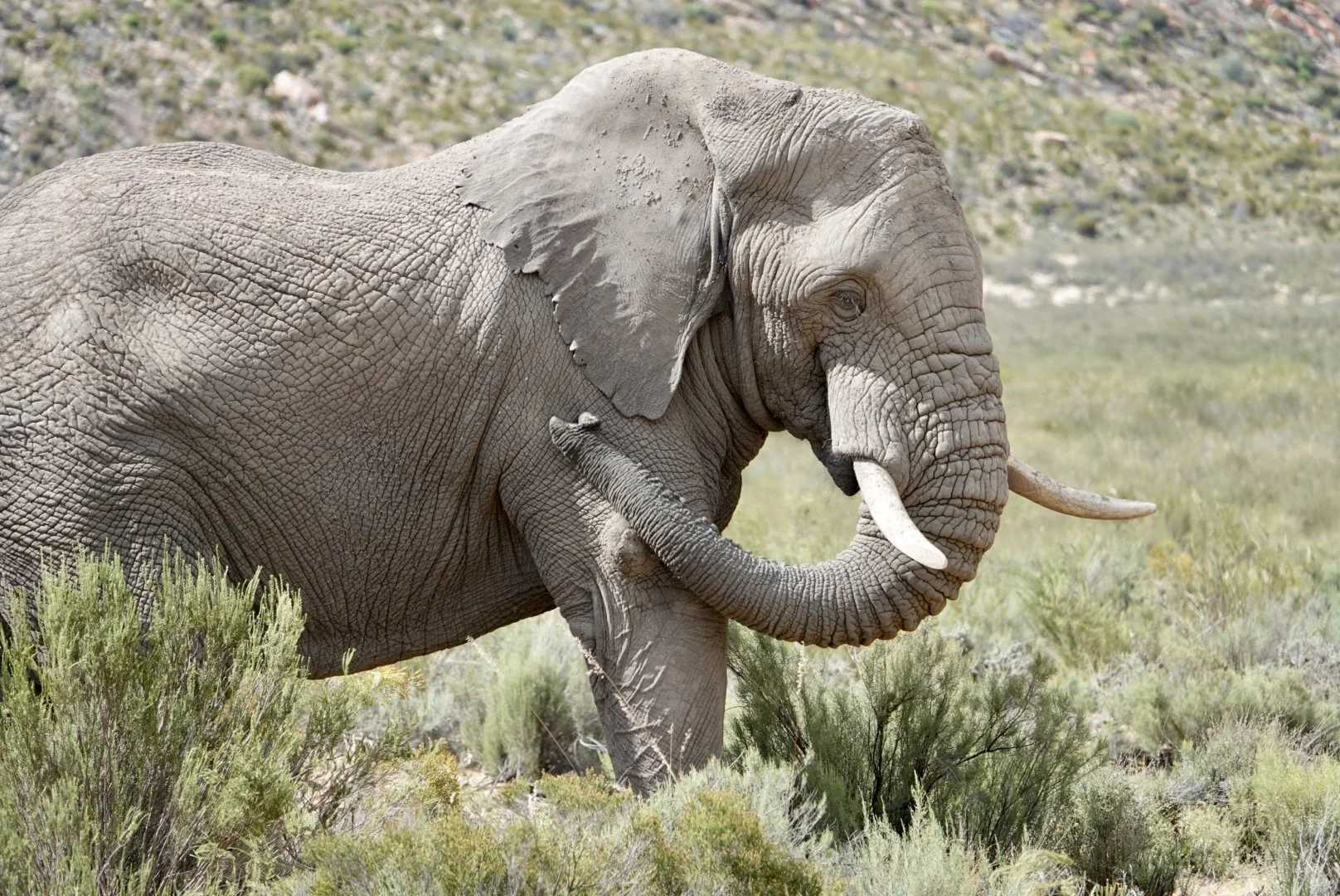 An elephant in a grassy landscape, with one front leg raised and its trunk curled.