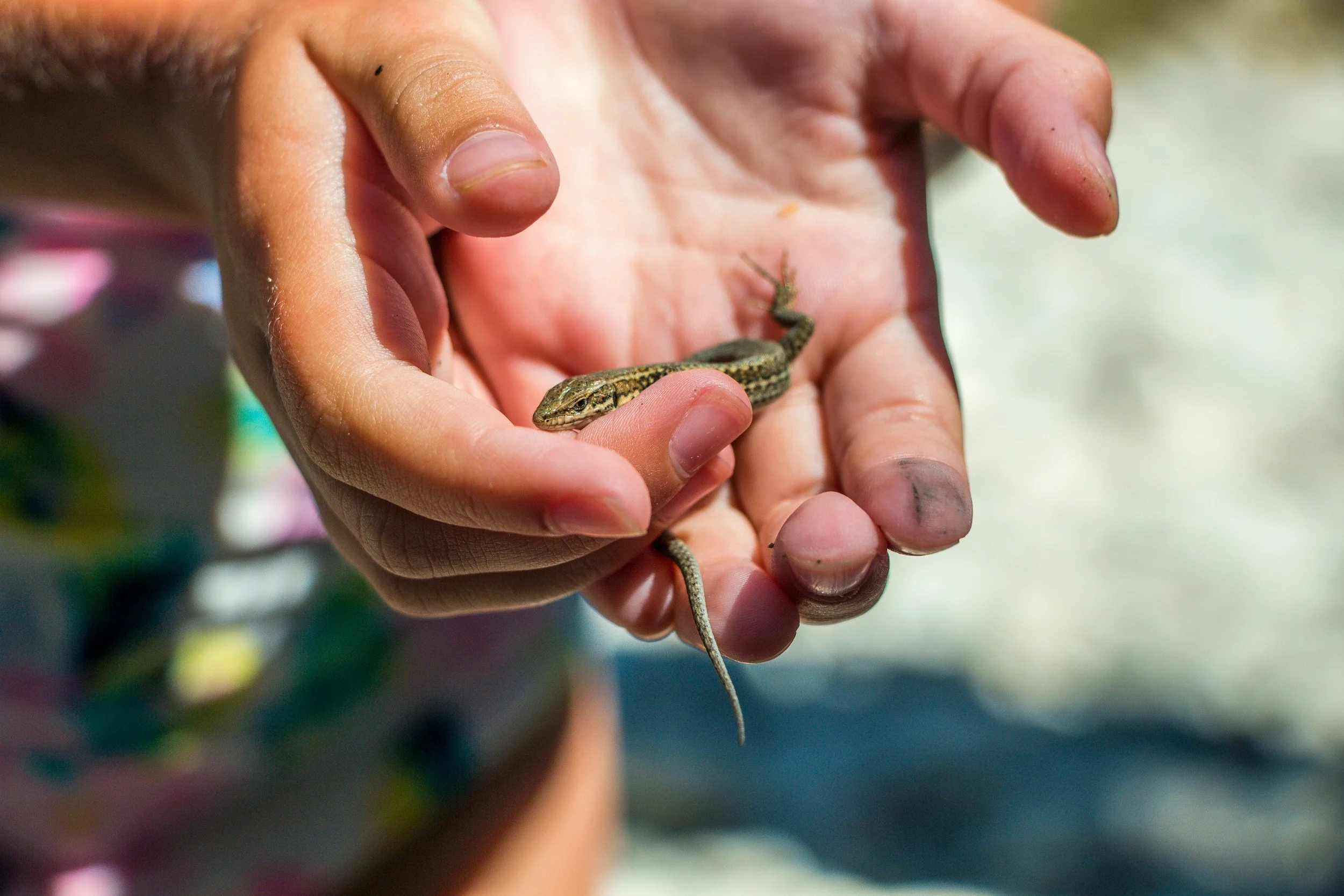 New Braunfels kid holding lizard while learning outside.