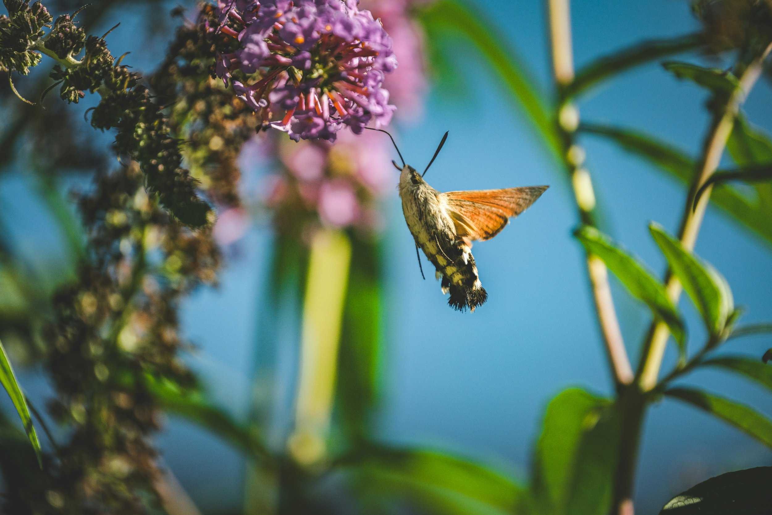 A hummingbird moth hovering near a purple flower against a blue sky, with green leaves and plant stems in the background.