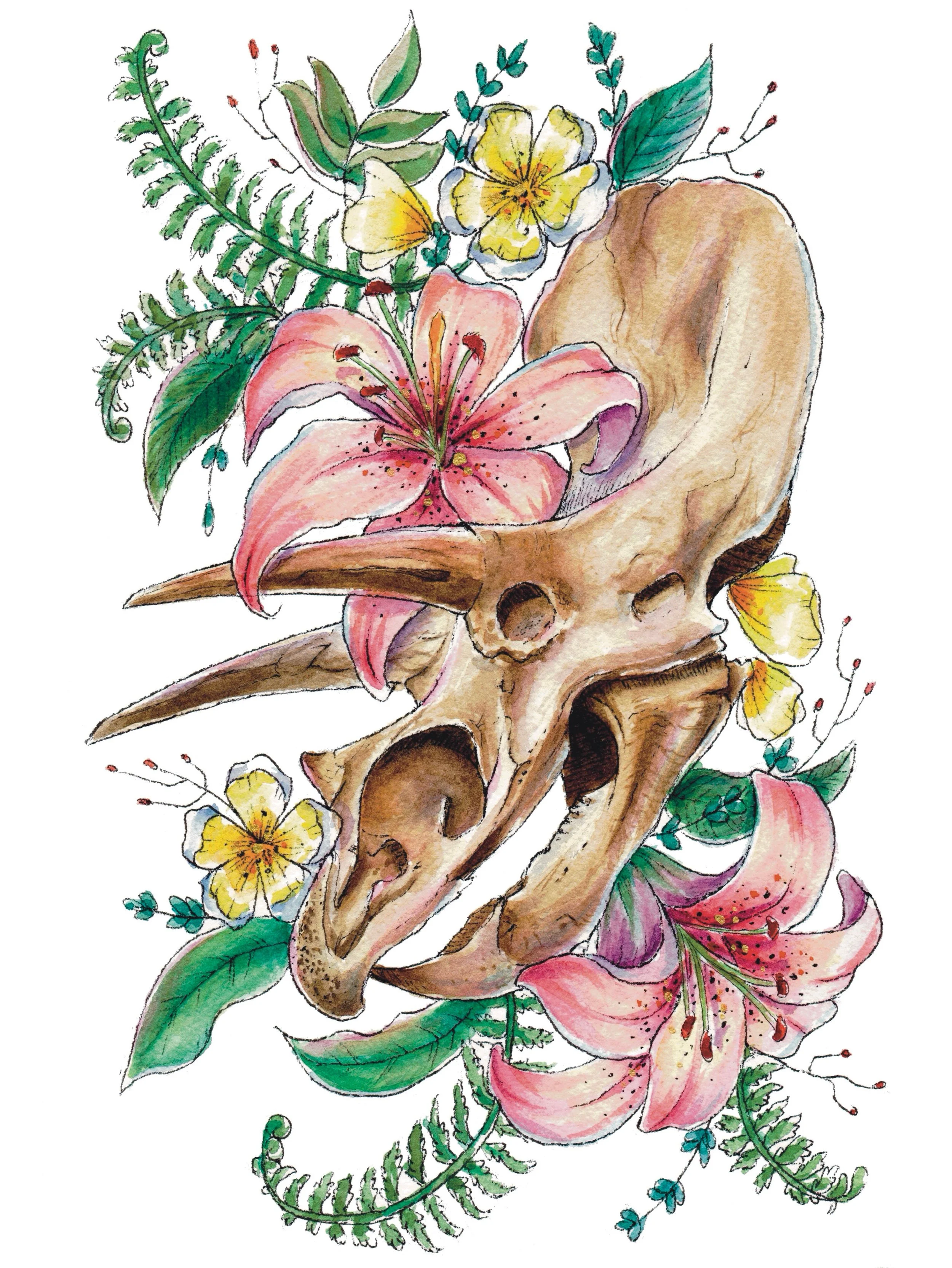 Triceratops 01.jpg