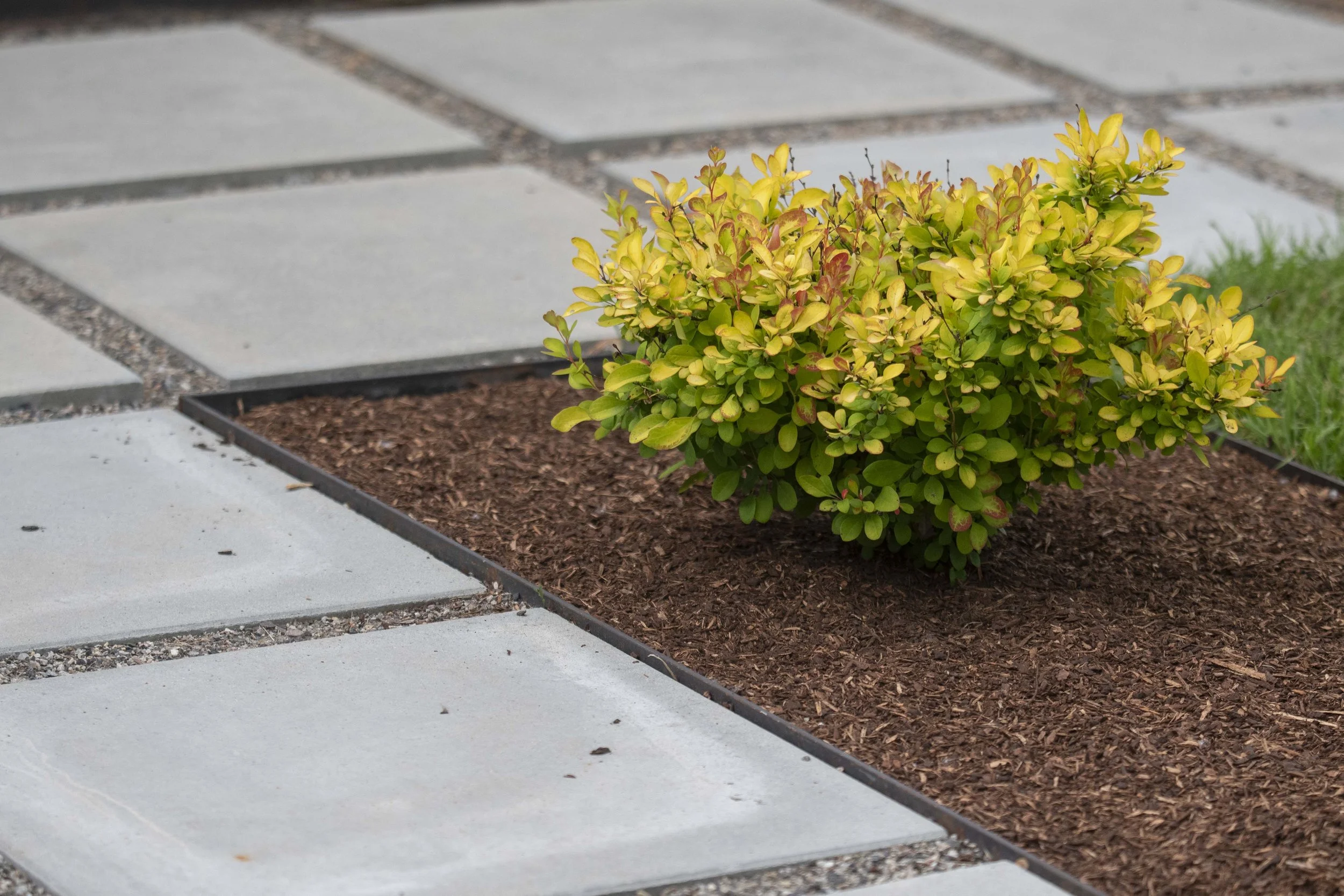 TREES AND STEEL EDGING