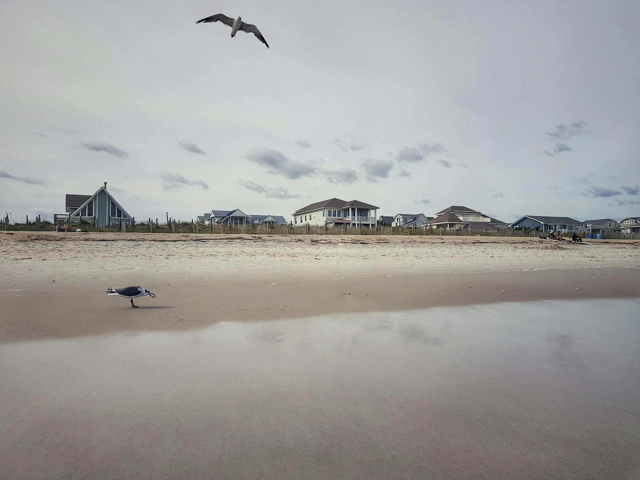 Seagulls on a sandy beach with overcast sky and houses in the background.