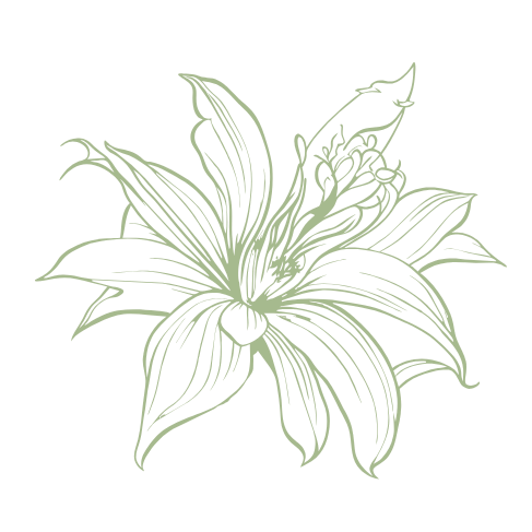 Outline drawing of a large, intricate lily flower with multiple petals on a black background.