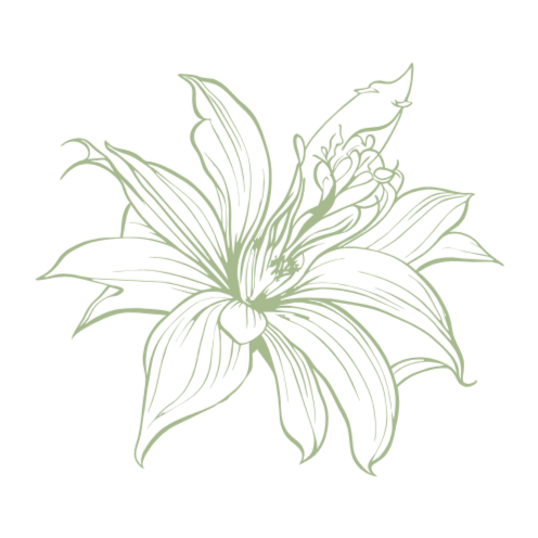 Line drawing of a lily flower with multiple petals on a black background.
