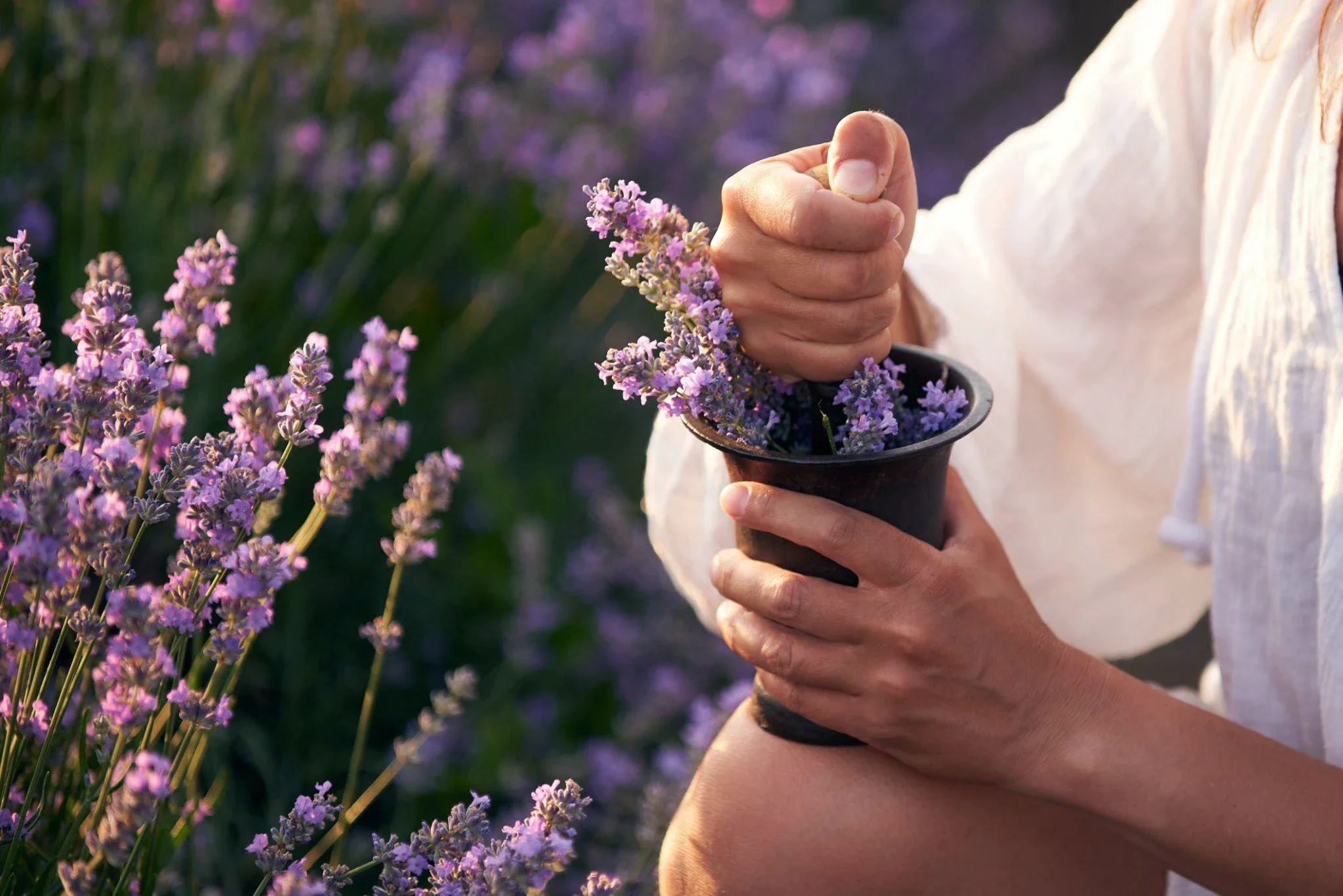 Hand holding lavender, natural ingredient for Amoly artisan soap