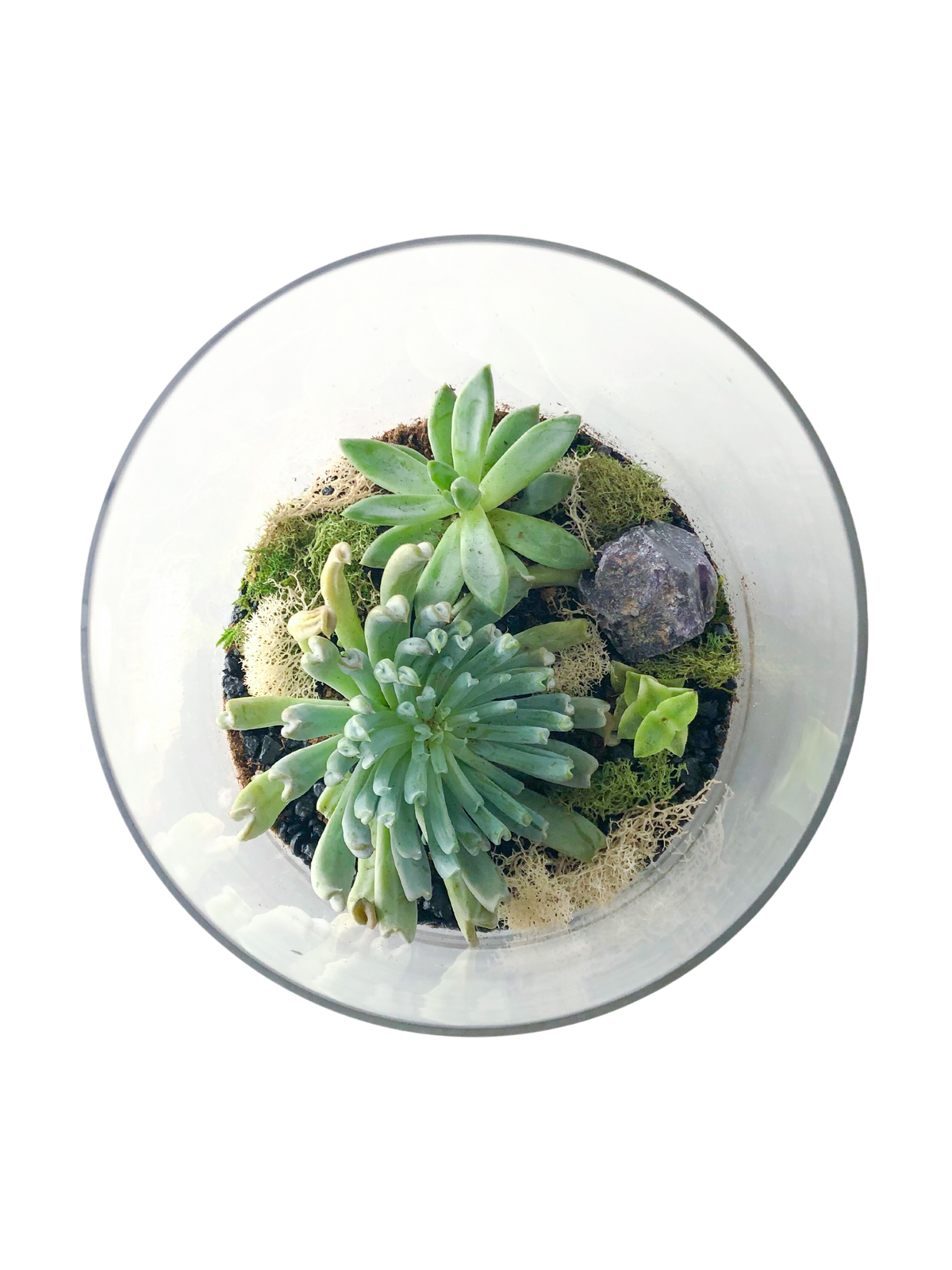 Top view of a glass terrarium with succulents, moss, and a small rock.