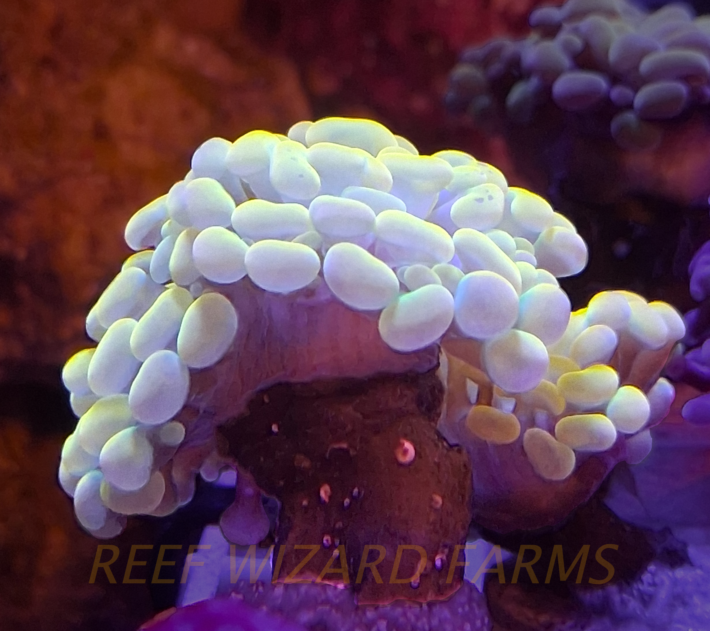 WYSIWYG - Gold Hammer Coral Frag