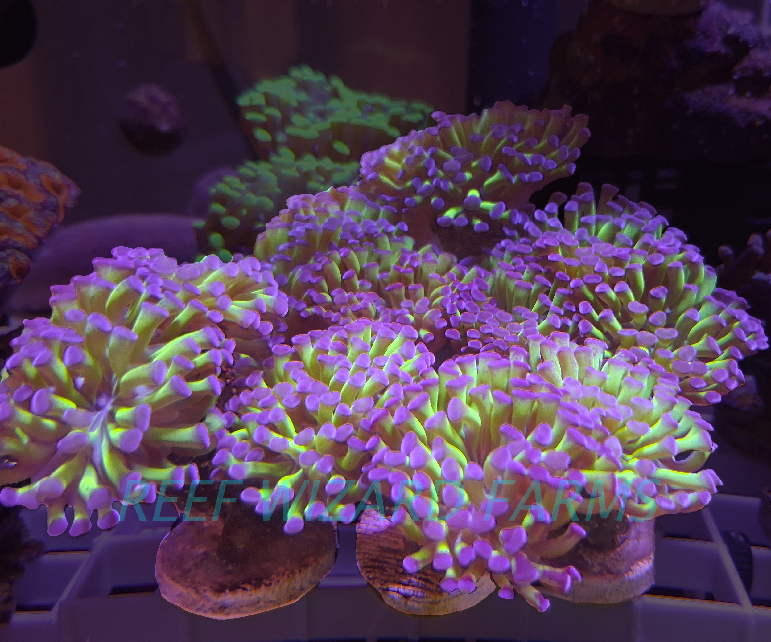 RWF Purple Tipped Hammer Coral Frag