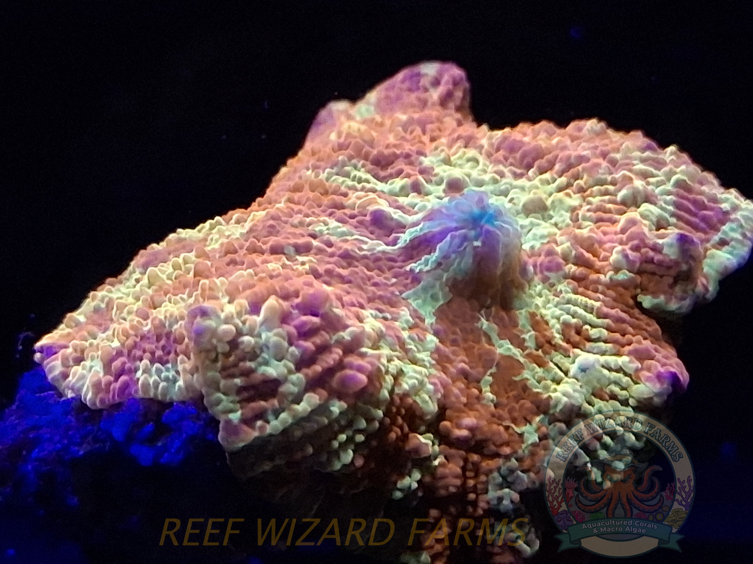 WYSIWYG - Orange/Yellow Jawbreaker Mushroom