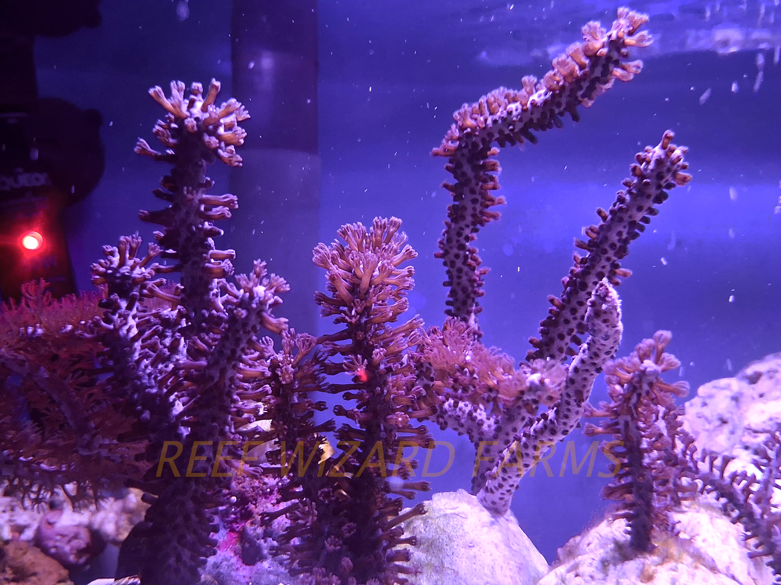 Purple Gorgonia  Branching Soft Coral