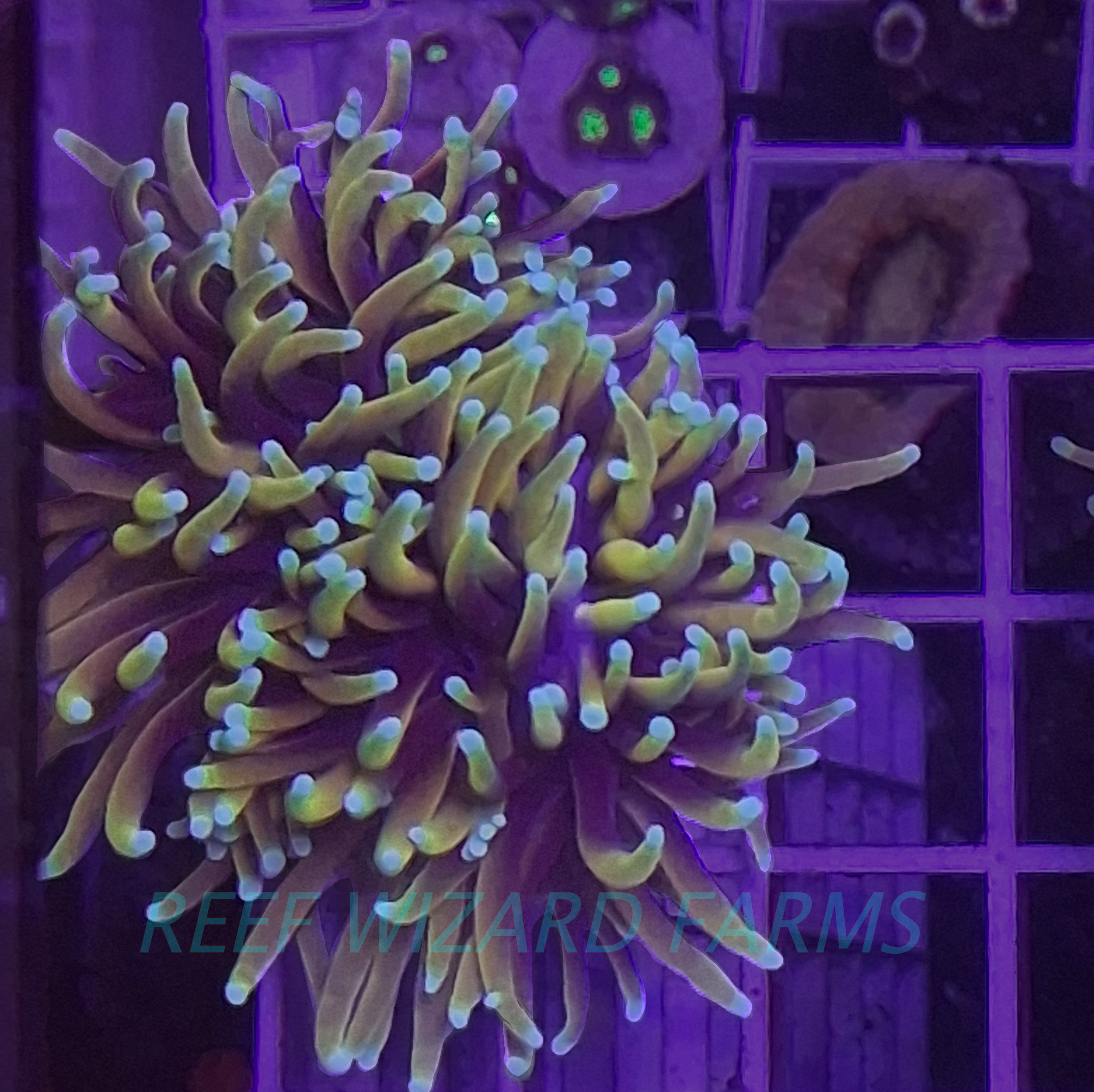 WYSIWYG - Dragon Soul Torch Coral - 2.5 Head Mini Colony