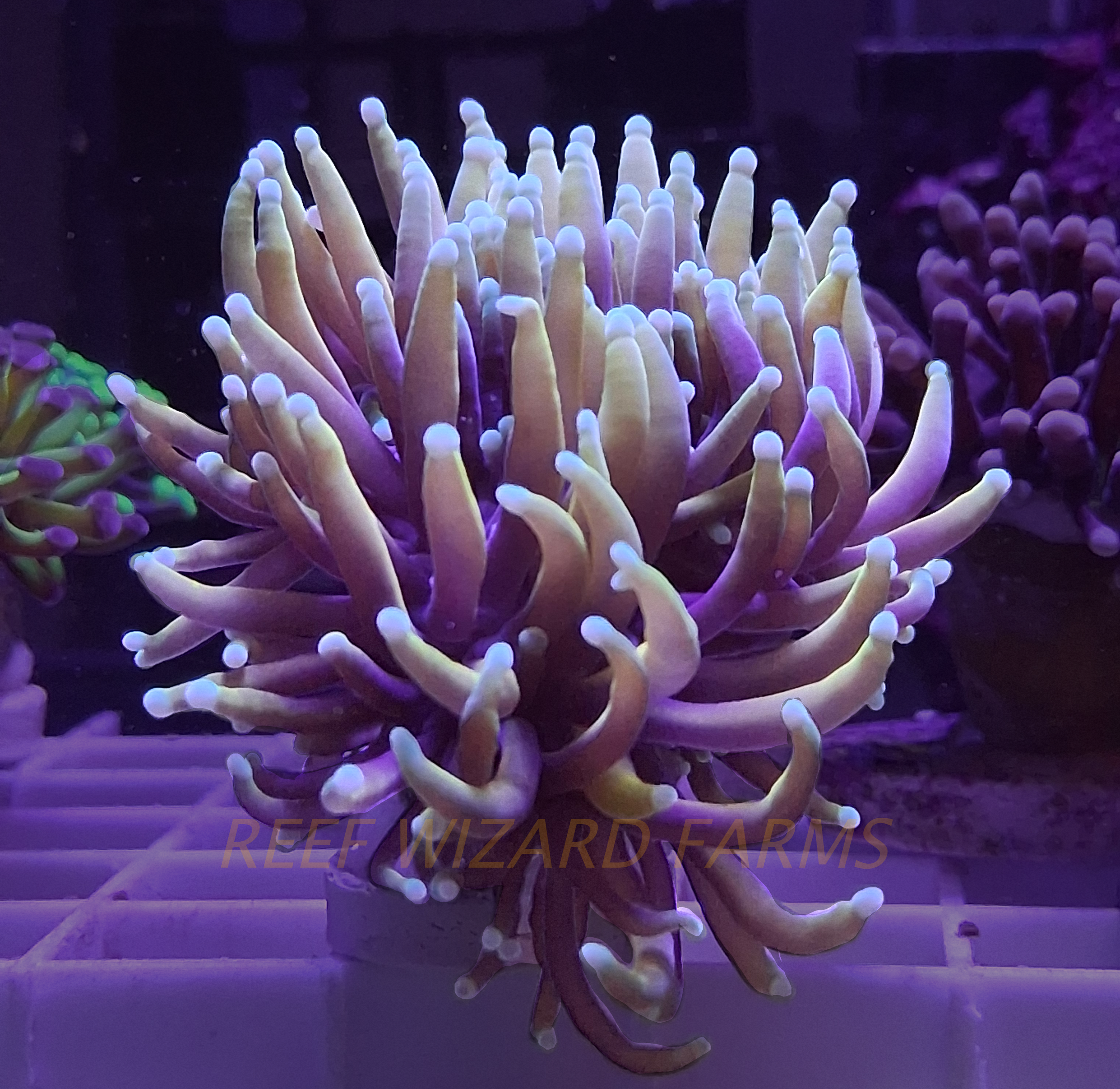 Dragon soul 20 gallon a.png