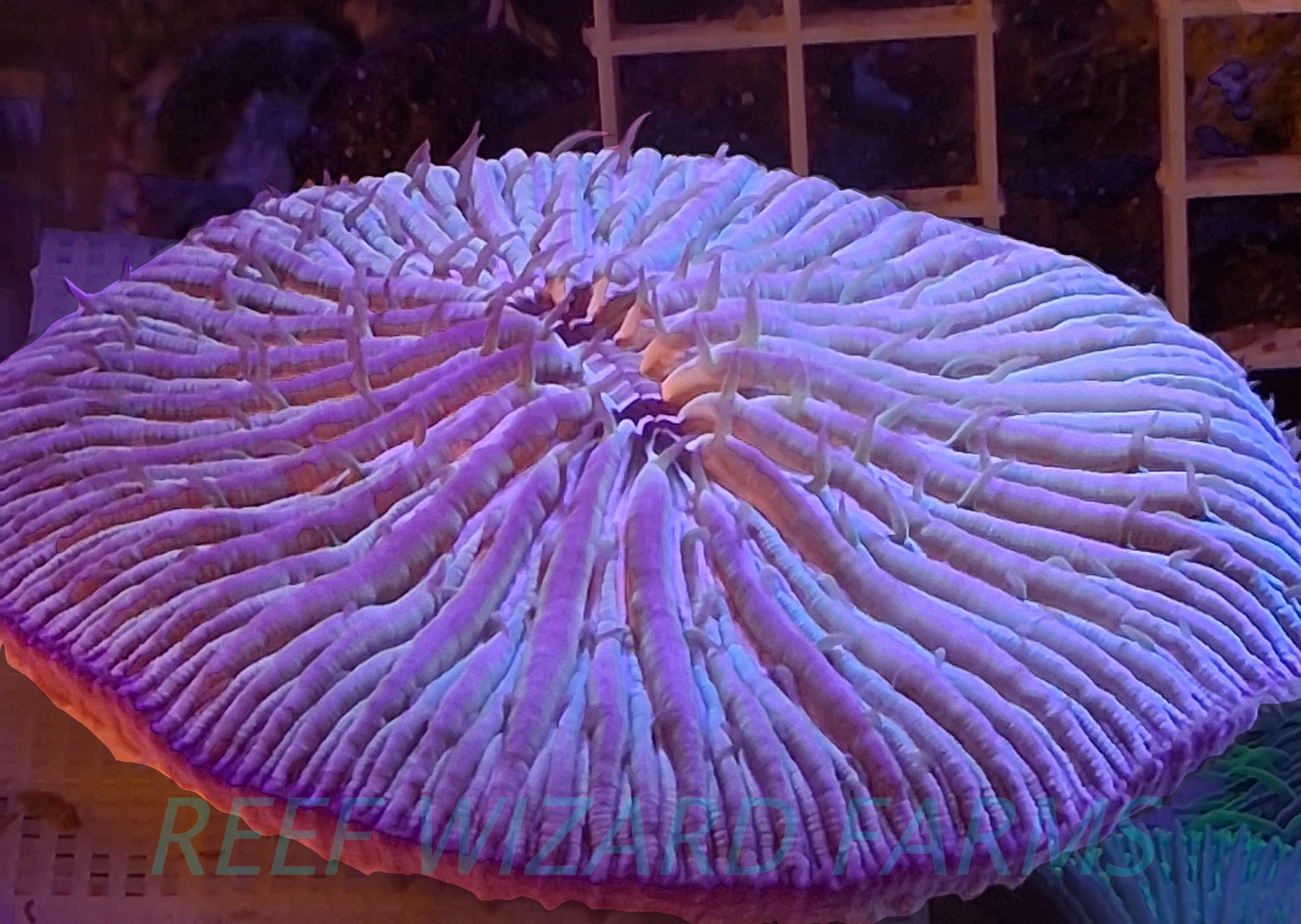 WYSIWYG - Aquacultured Fijiian Fungia Plate Coral 3.5"