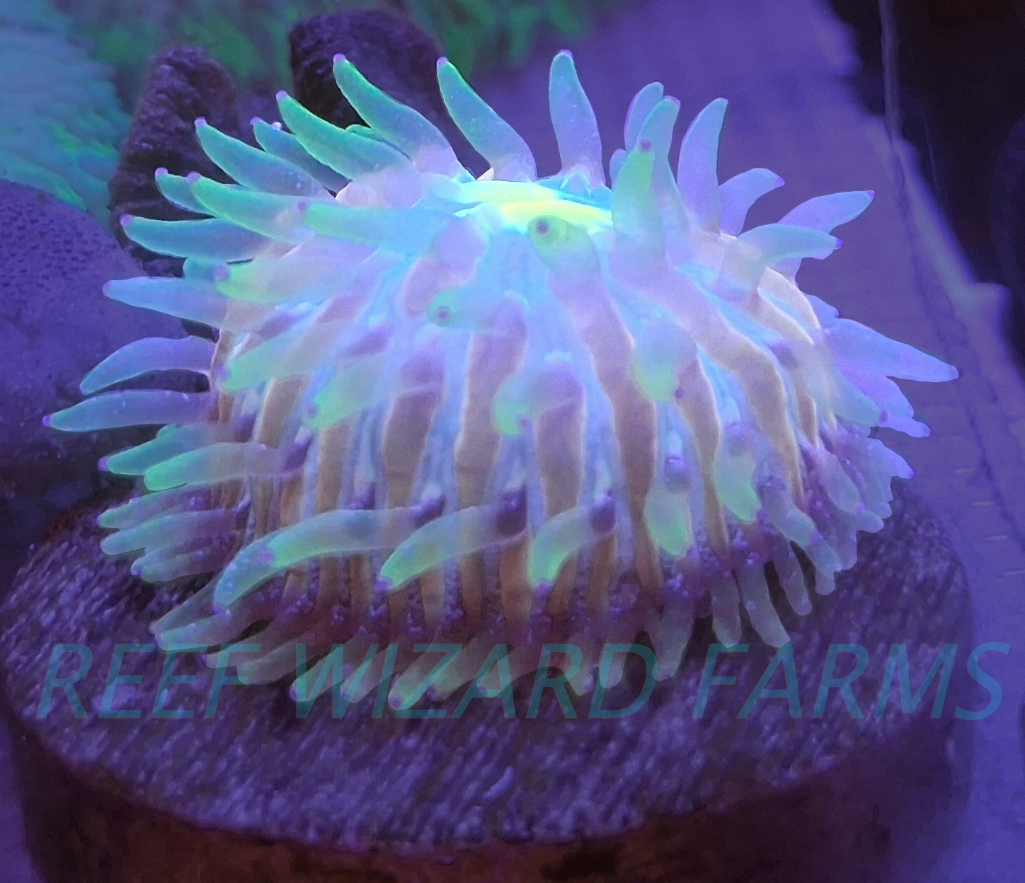 WYSIWYG - Aquacultured Rainbow Fungia Anthocauli Spawn