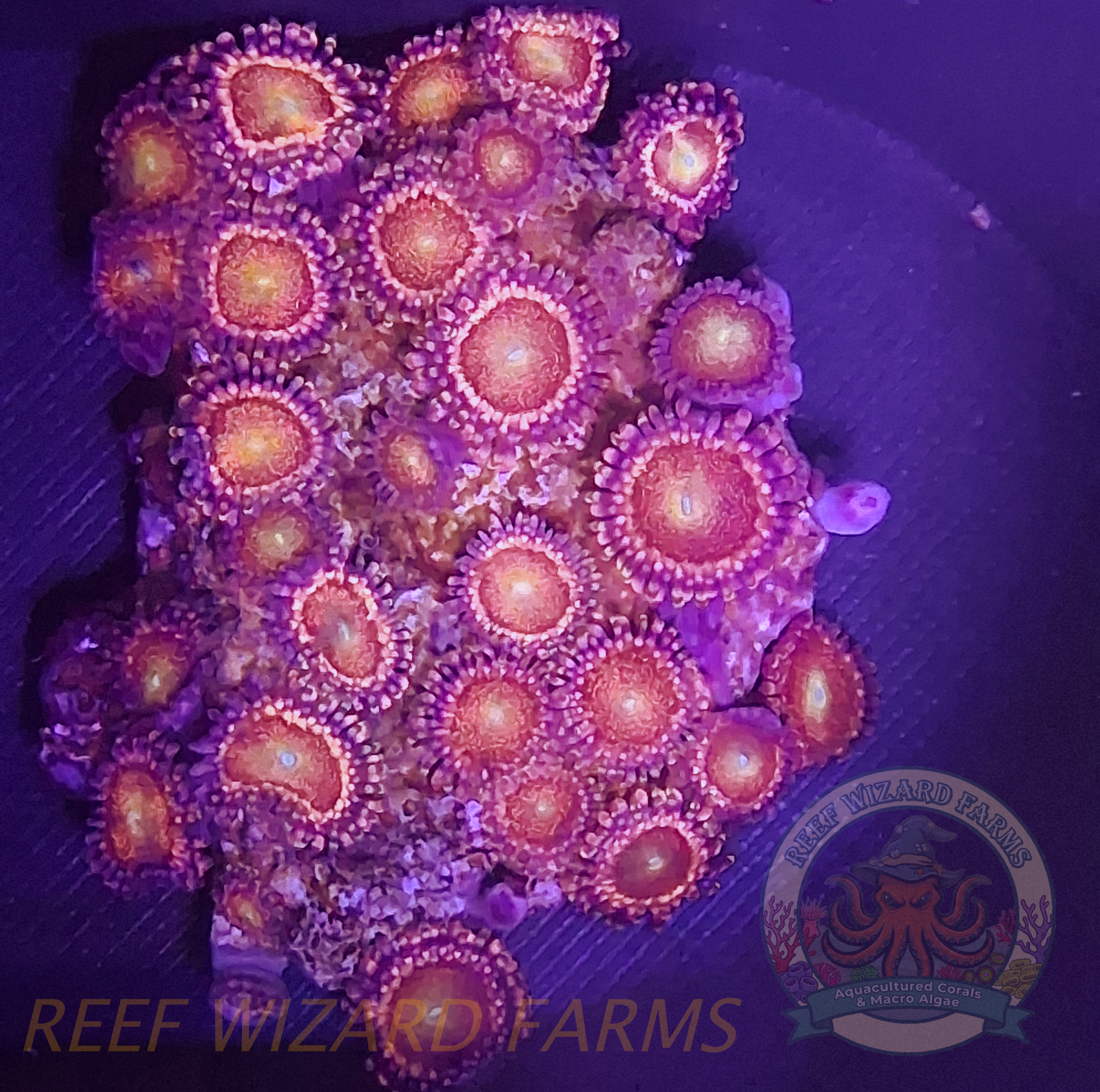 Pandora Zoa Colony.png