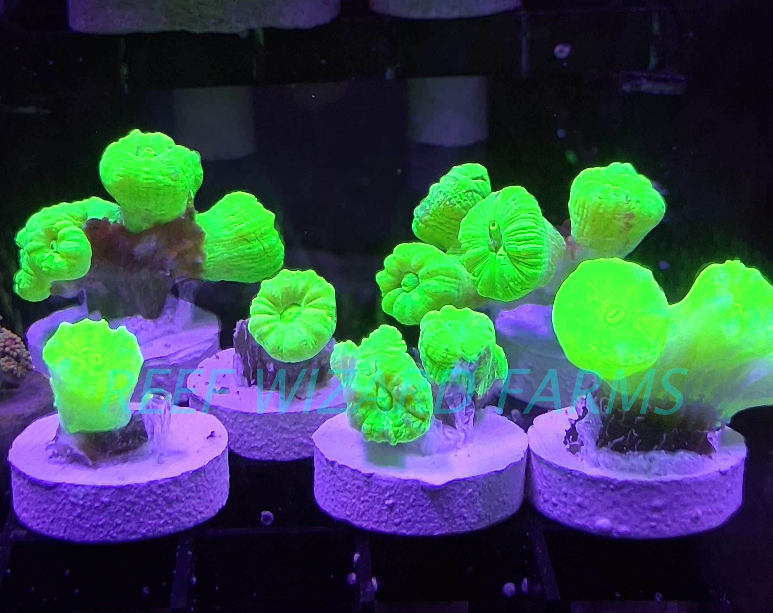Kryptonite Candy Cane Coral Frag