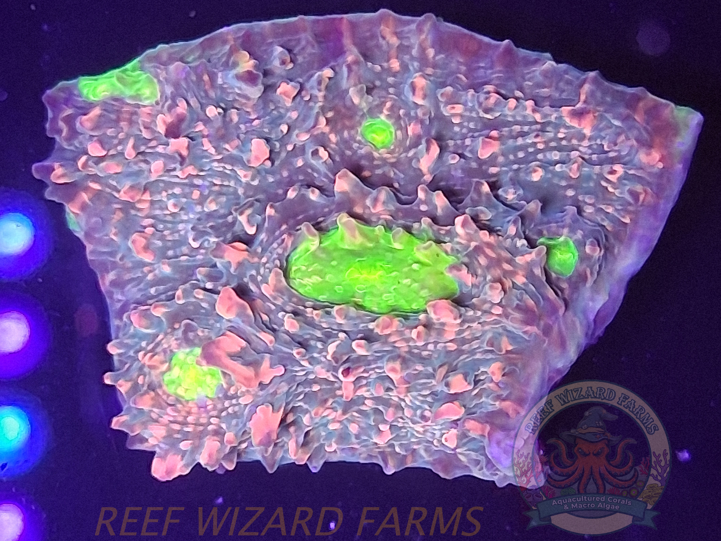 Watermelon Chalice Frag 3.png