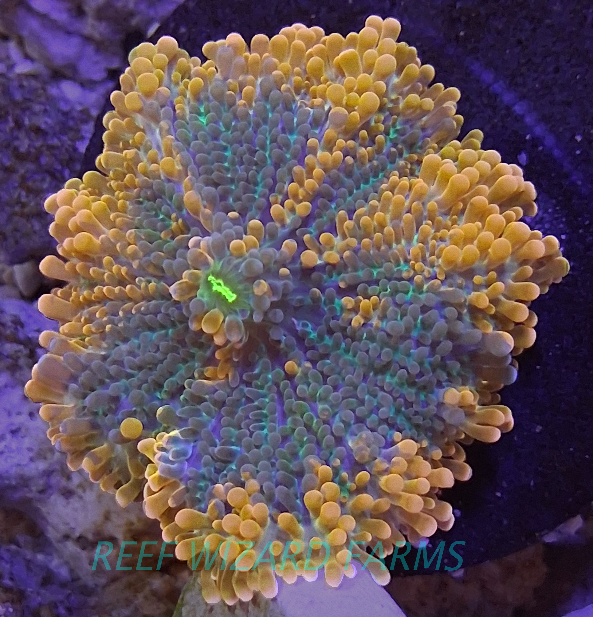 WYSIWYG - "Ember" Orange Tidal Blue Ultra Ricordea Yuma Mushroom