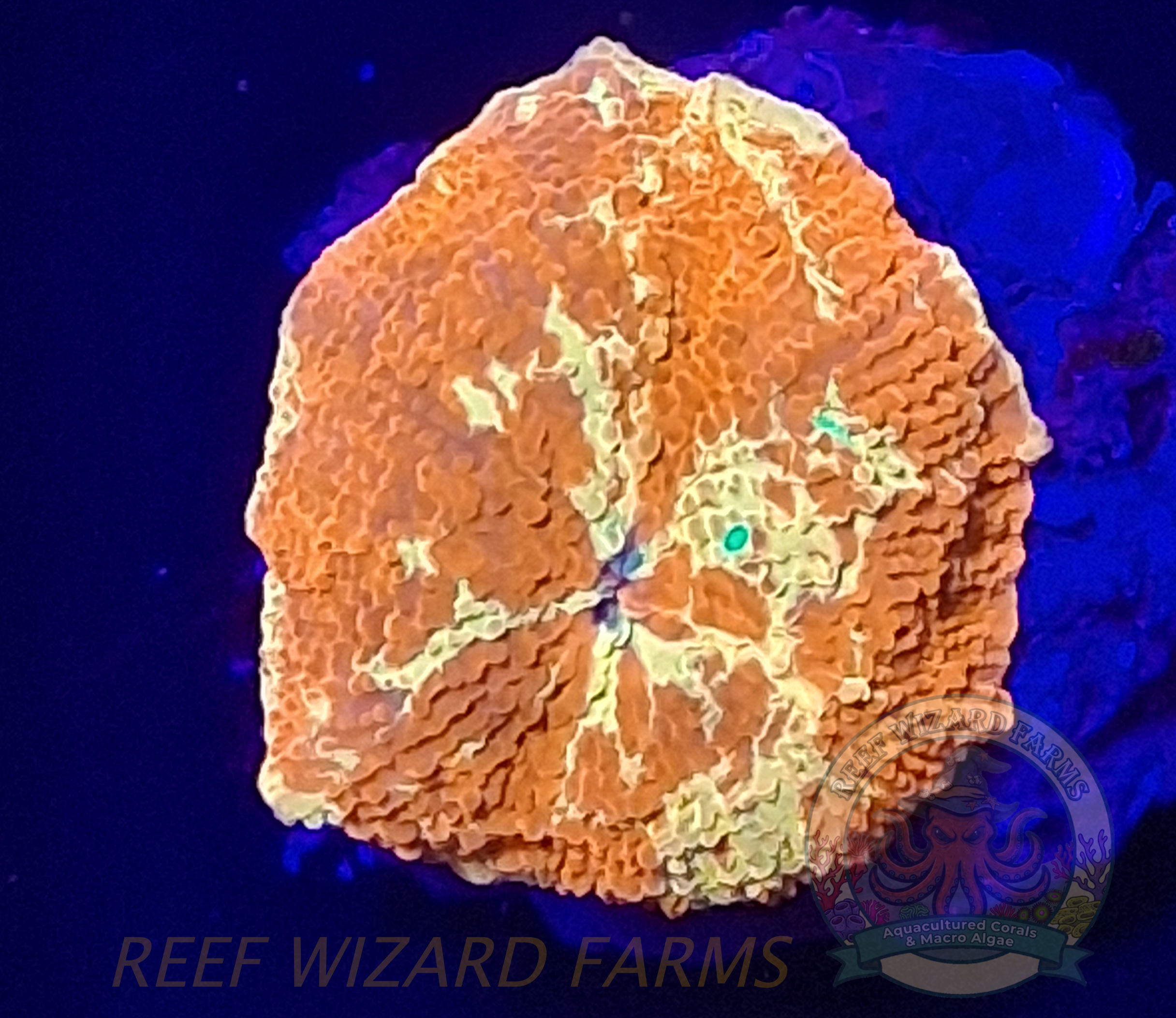 WYSIWYG - Yellow & Orange Jawbreaker Mushroom Coral