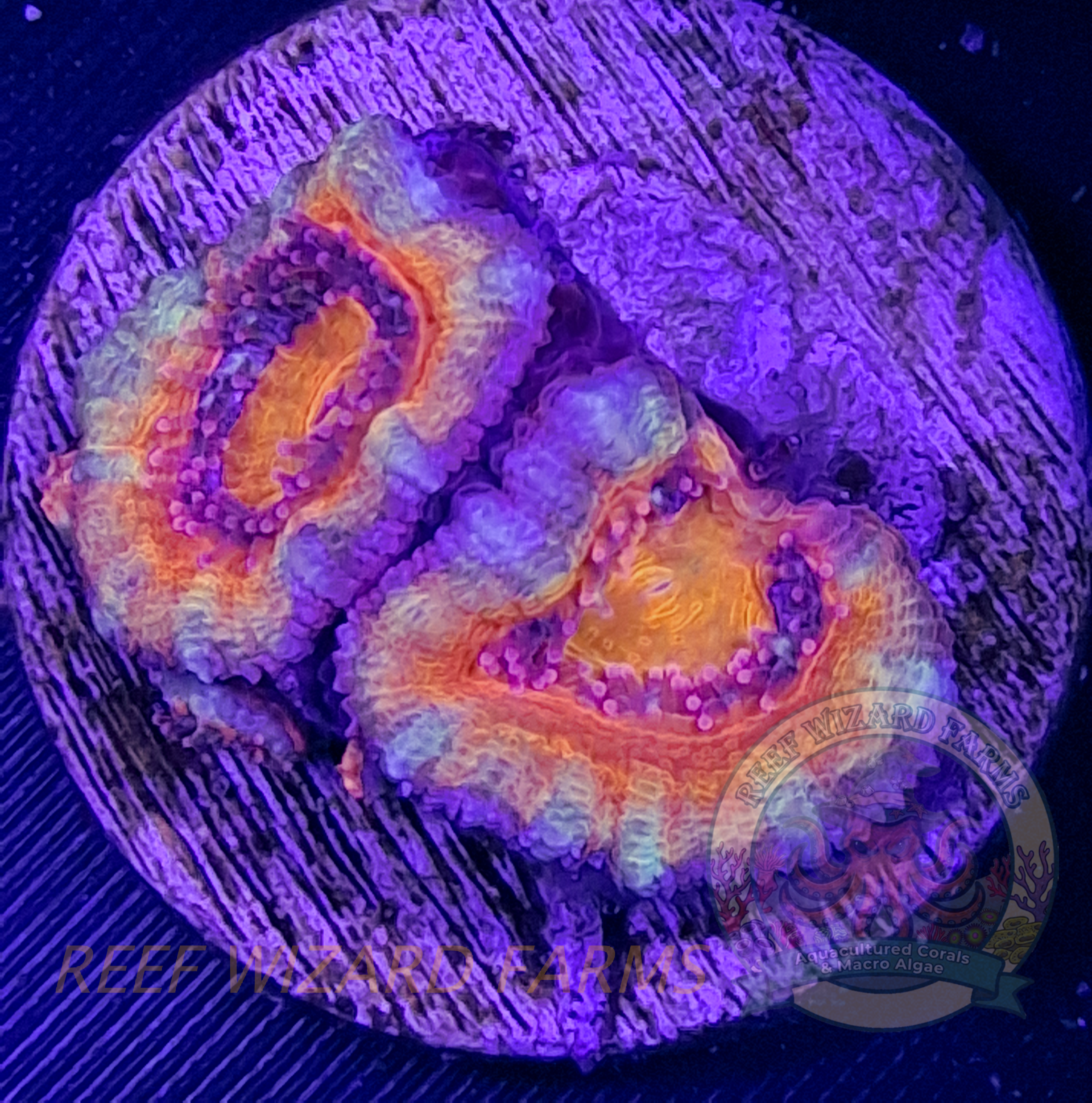 Rainbow Acan Lord 2.png