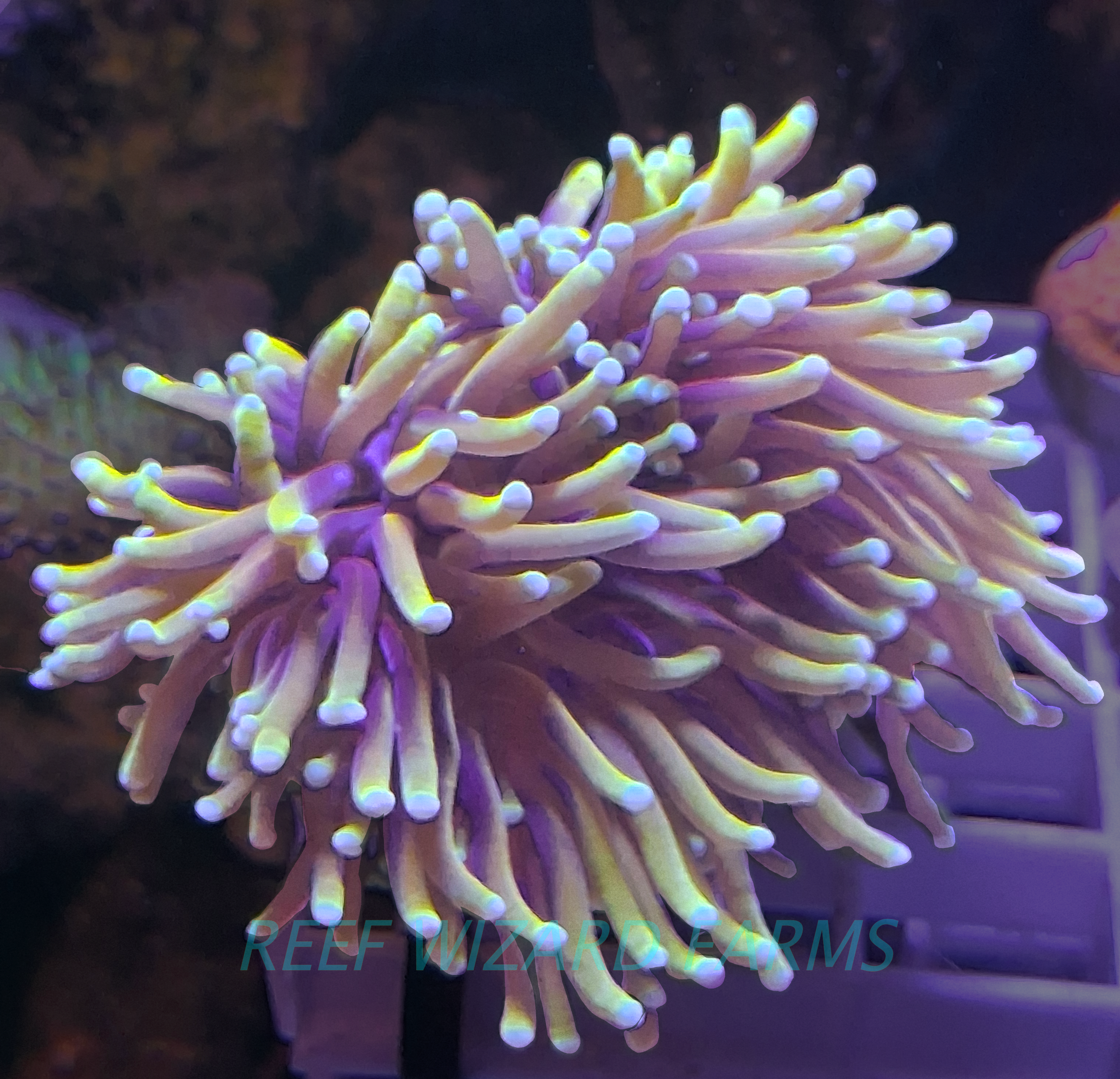 Dragon Soul 40 gallon (4).png